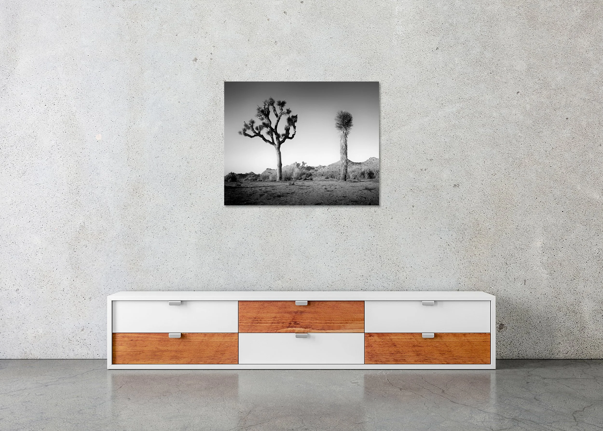 Gerald Berghammer - California Desert Joshua Tree, desert landscape, USA, CromaLuxe print on aluminium, frameless