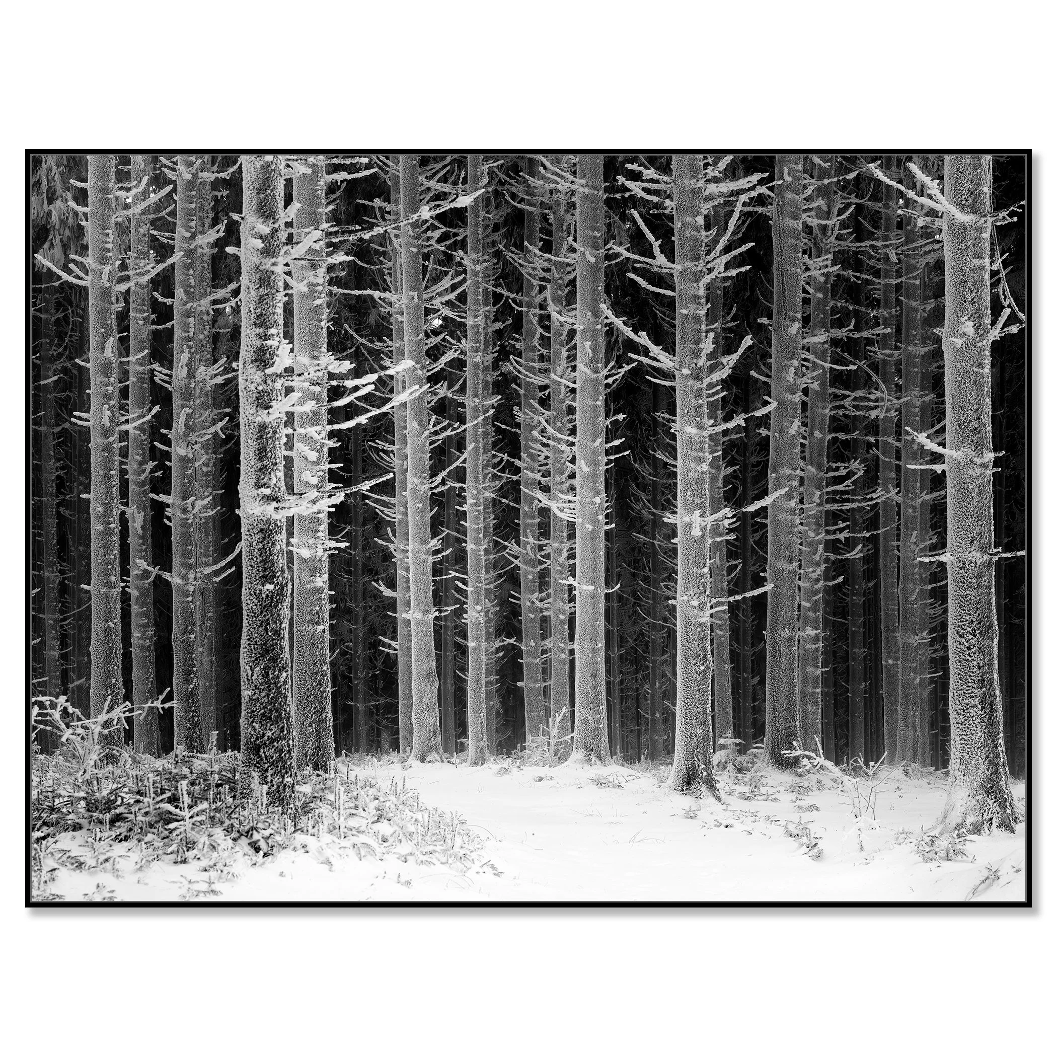 Path Through the Frosted Forest – Austria, black-and-white photo print in a black aluminium ArtBox frame.