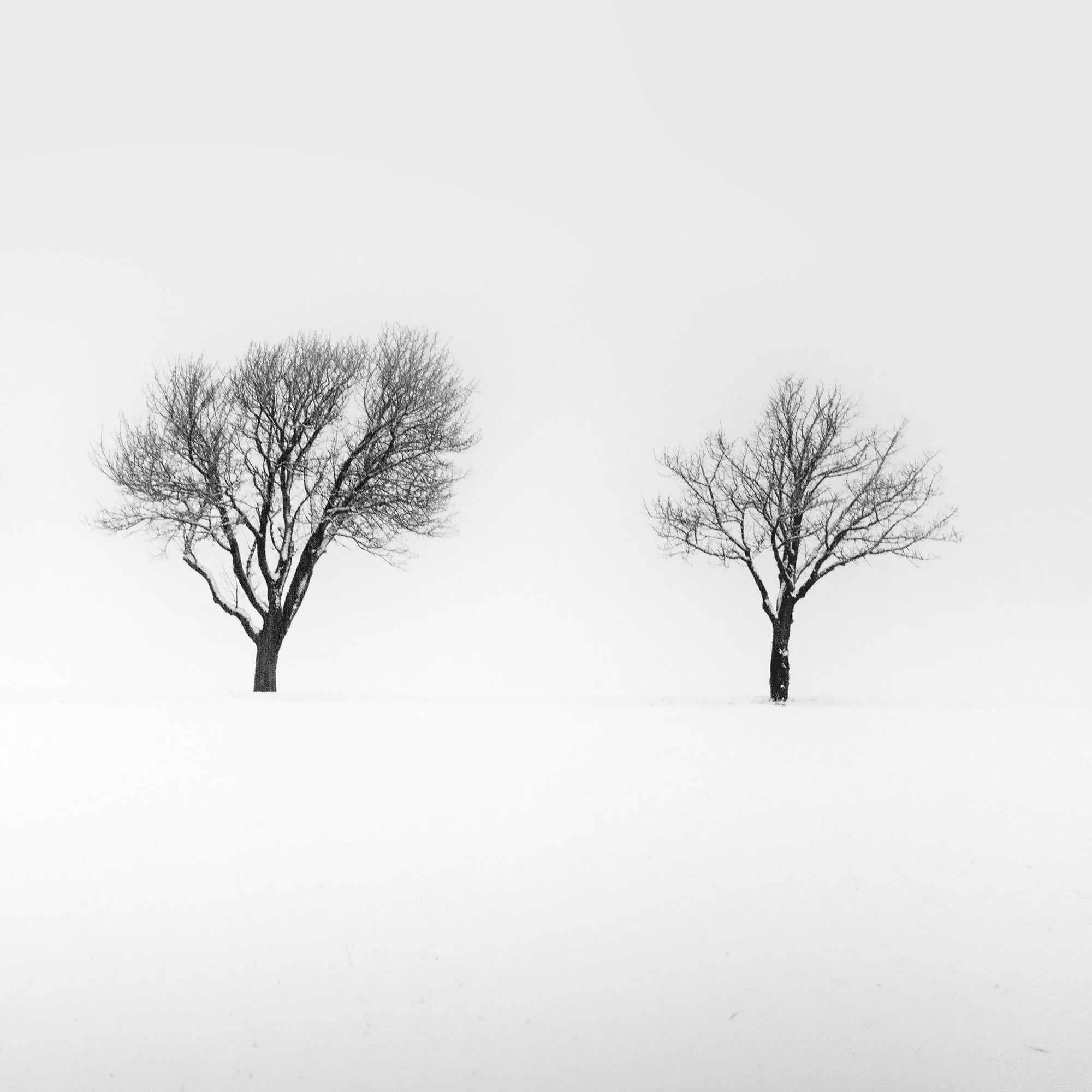 gerald-berghammer-three-trees-in-a-snowy-field-study-2-austria-detail-2.jpg