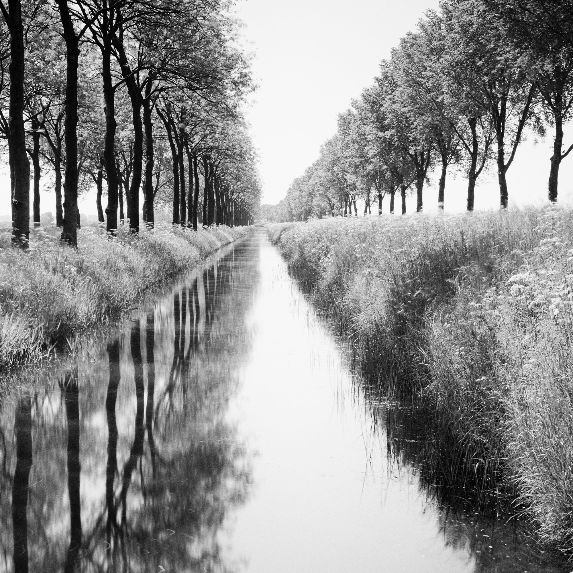 Close-up detail of Gracht Study 1, Netherlands showing trees and canal reflections in black and white