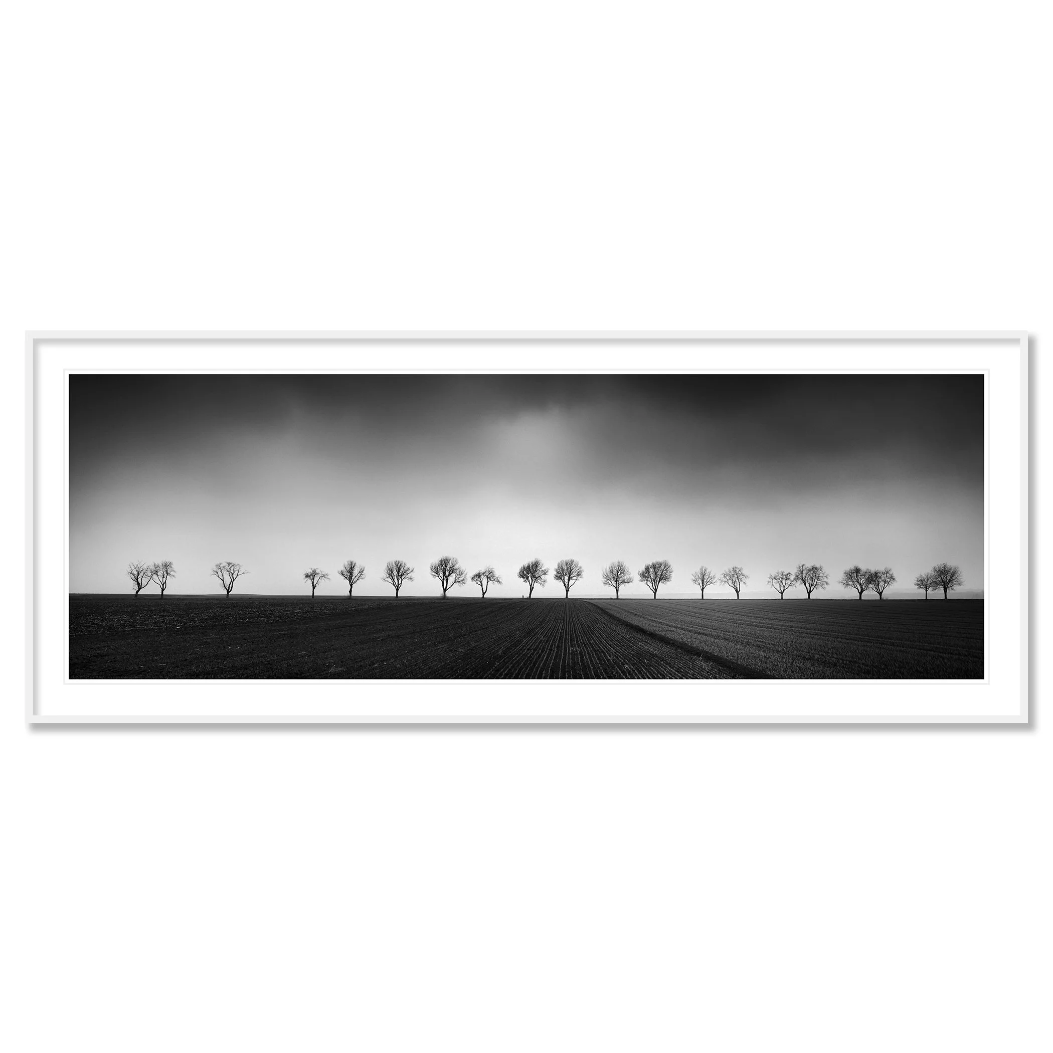 Gerald Berghammer - Black and white panorama photography. Landscape with a row of leafless trees across a flat field under a cloudy sky. Classic framed white