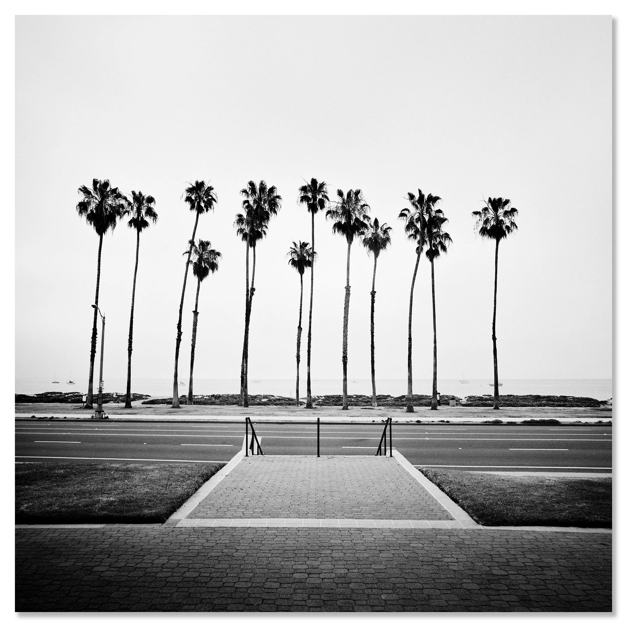 Palm Tree Study 1 by Gerald Berghammer, black-and-white fine art photograph mounted frameless on aluminium Dibond.