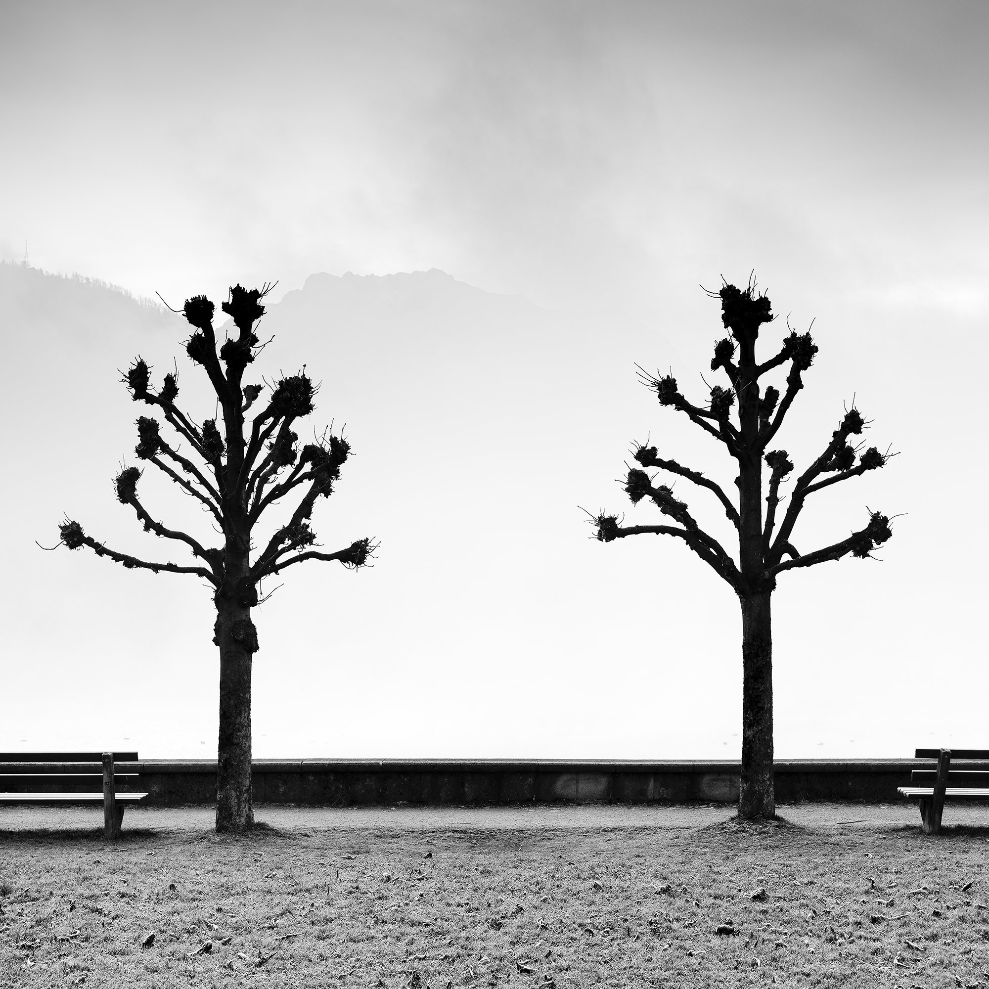 Detail of Esplanade with Chestnut Trees by Gerald Berghammer, showing sculptural chestnut trees beside Lake Traunsee in Gmunden, Austria.