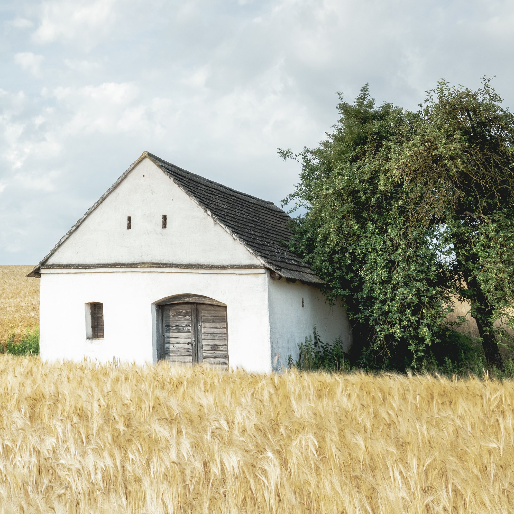 © 2021 Gerald Berghammer - Color Fine Art Landscape Photography. Small wine press in a golden cornfield, beside a large green tree under a partly cloudy sky. Print detail 3
