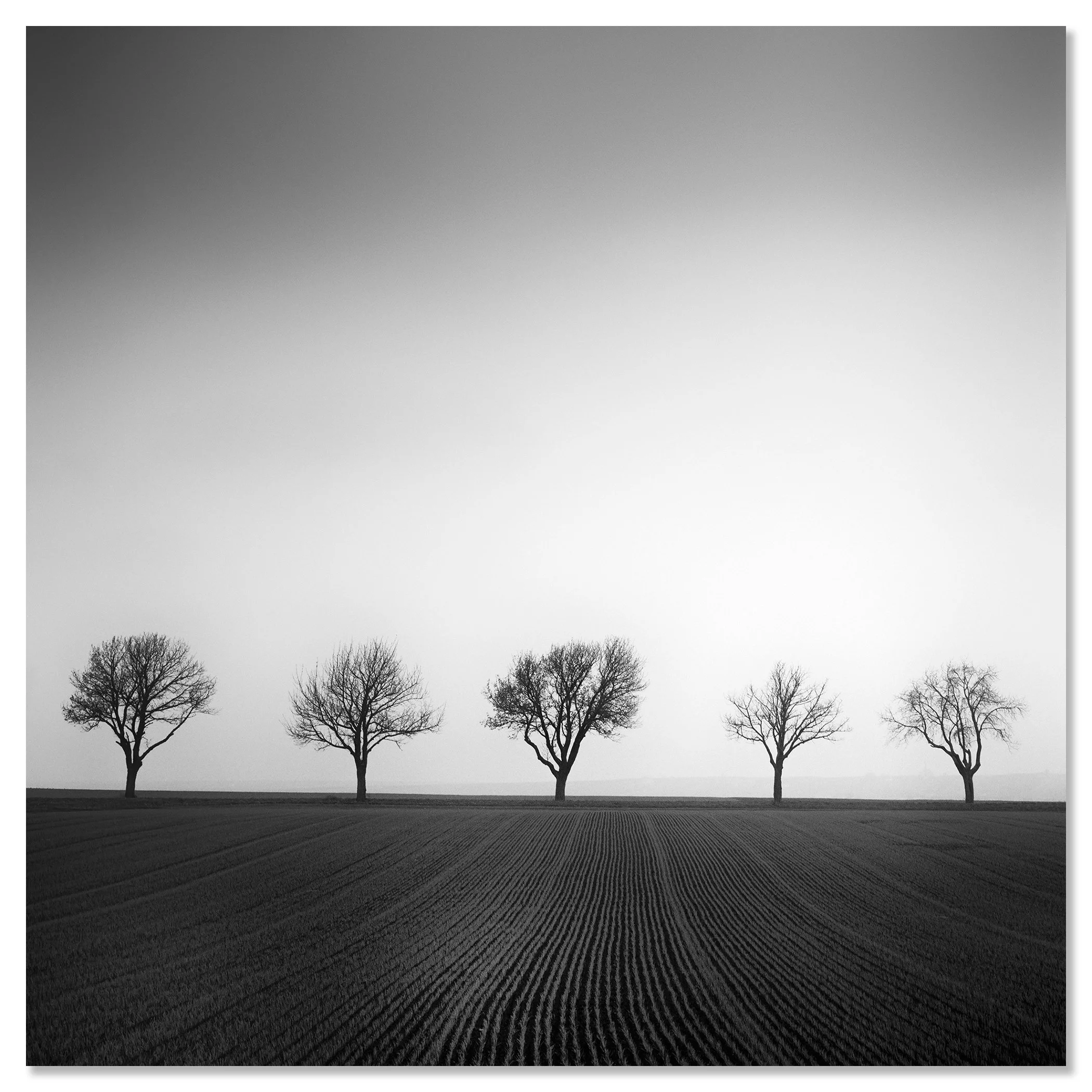 Cherry Tree Avenue, Study 1 – frameless black-and-white photograph mounted on aluminium Dibond by Gerald Berghammer.