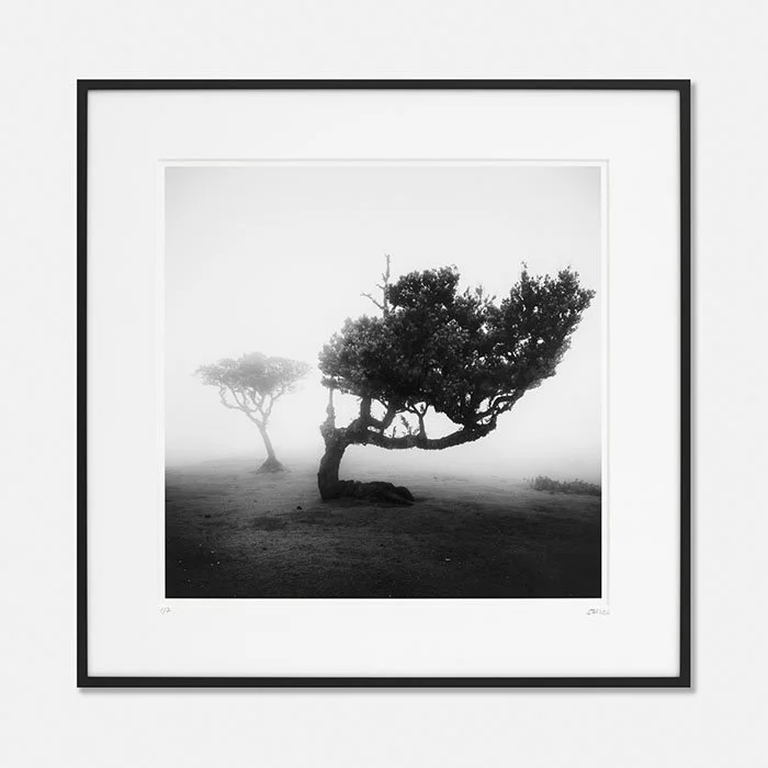 Ancient Laurel Cloud Forest Study 2, Portugal, Edition 1/7