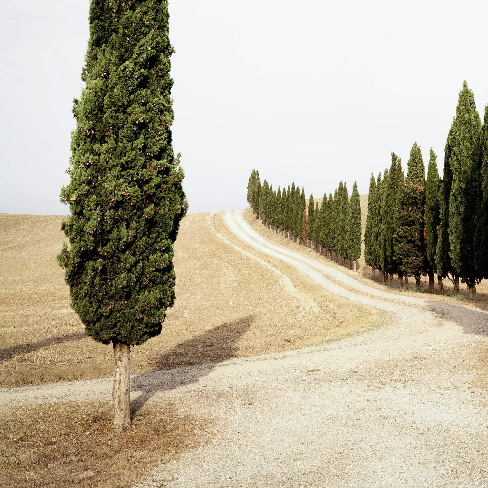 Gerald Berghammer - Color landscape photography. A winding dirt road lined with tall, green cypress trees on both sides in a dry, open landscape. Print detail 1