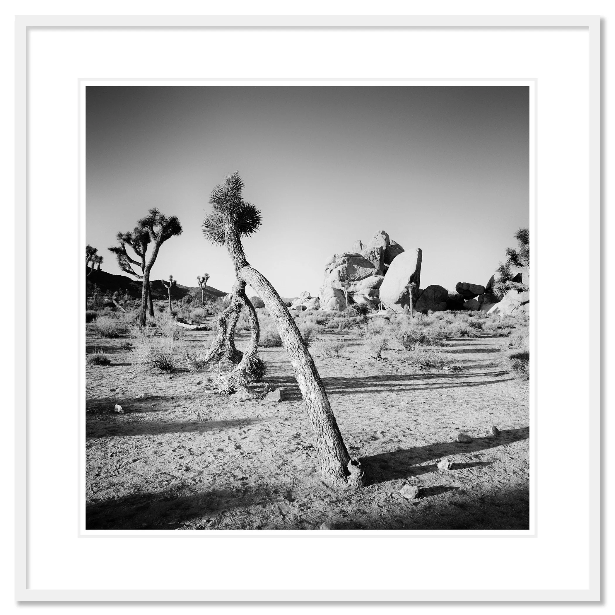Gerald Berghammer - Black and white landscape photography. A desert scene with Joshua trees and large rock formations in California, USA. Classic framed white