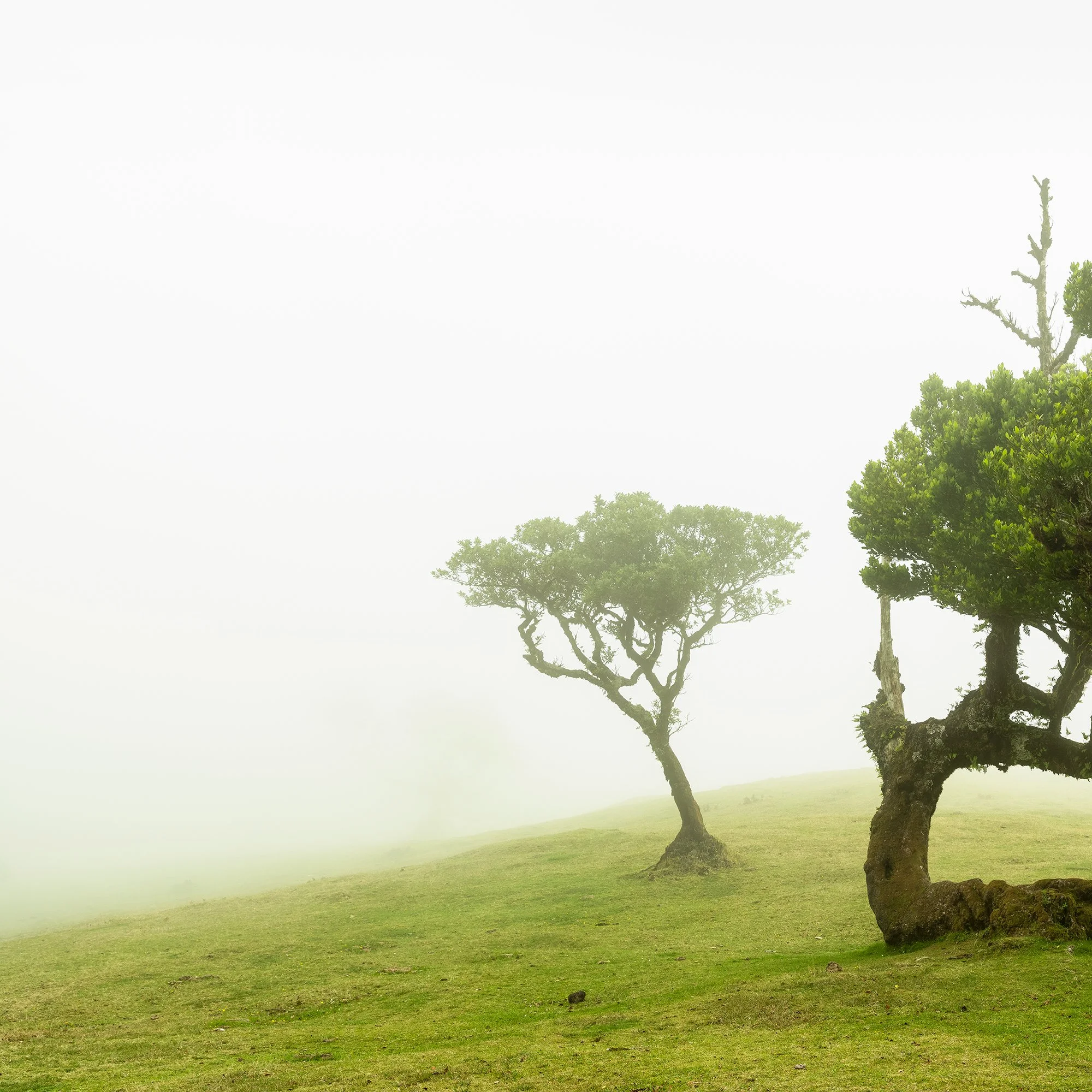 © 2021 Gerald Berghammer - Two windswept trees on a grassy hill enveloped in fog. Print detail 1