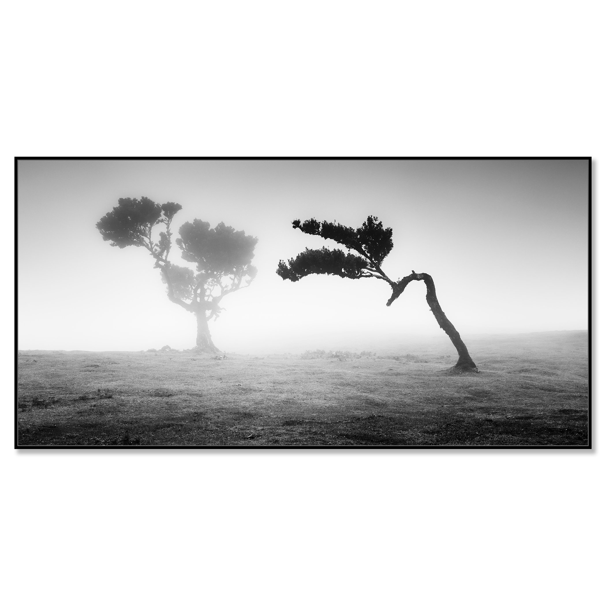 Two Trees in the Mist Panorama by Gerald Berghammer presented in a black aluminium ArtBox frame.