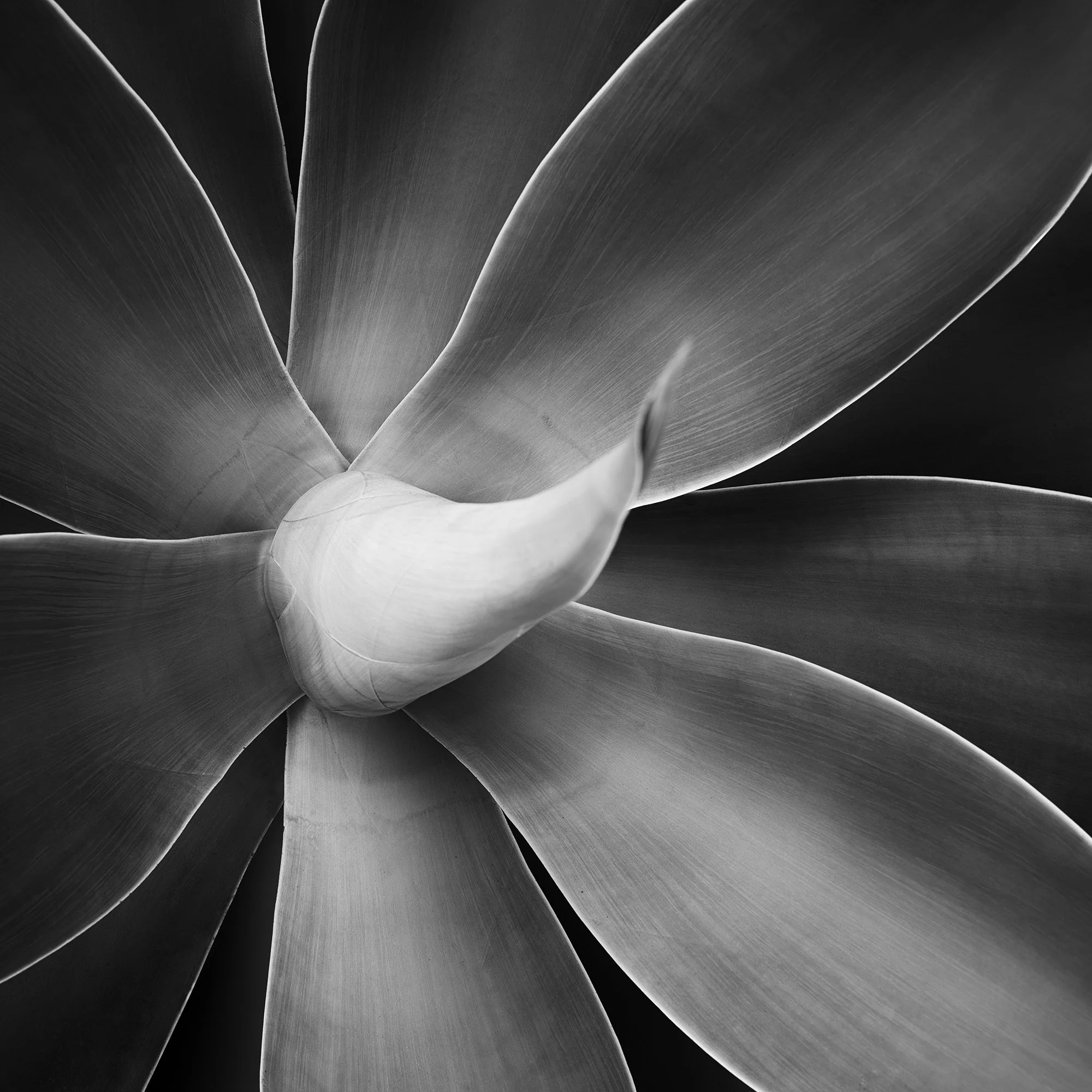 Abstract black-and-white macro photograph of a flower with layered petals and soft tonal gradients, Detail 2