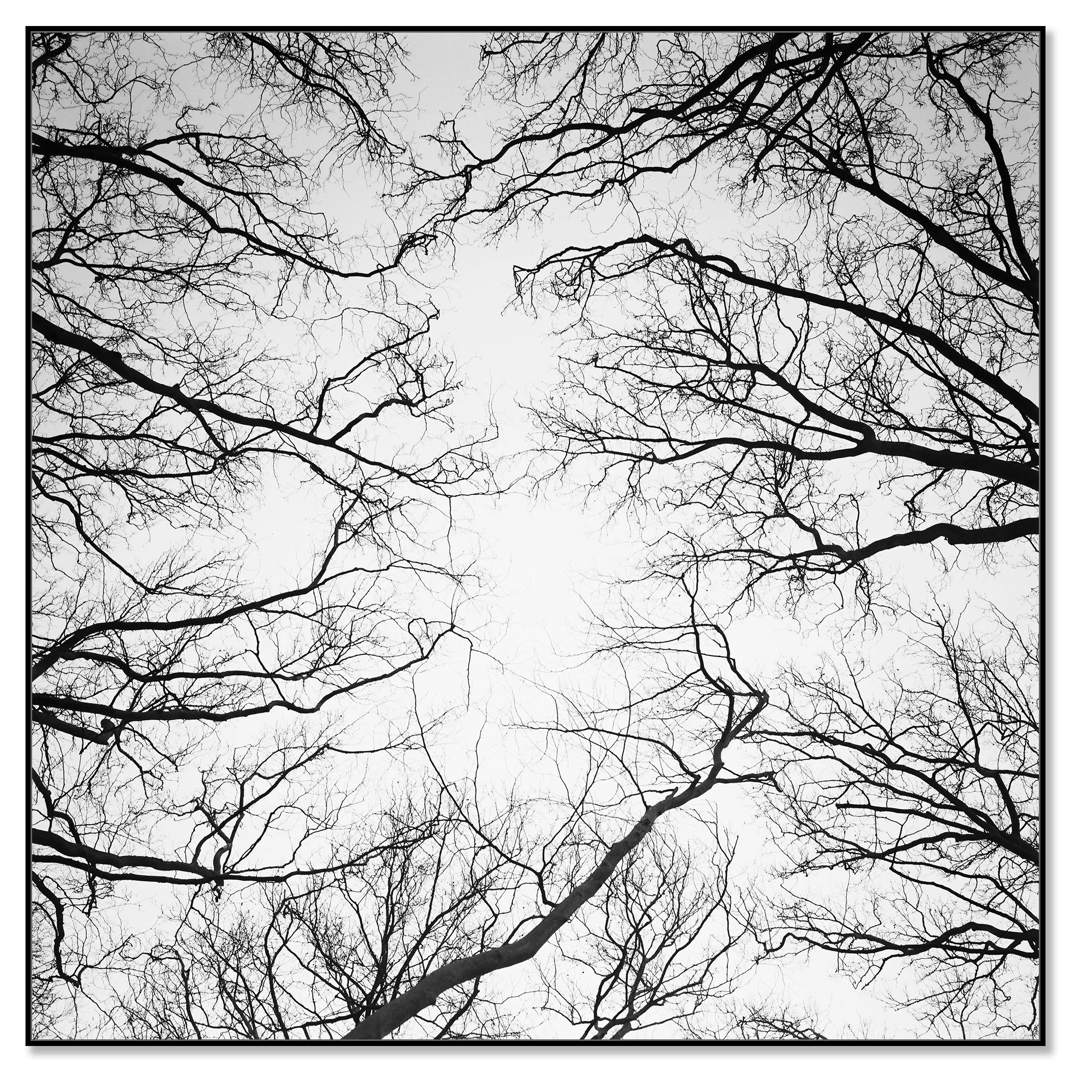 © 2017 Gerald Berghammer - Black and white abstract landscape photography. Leafless tree branches against a gray sky, looking up from the ground, Paris. Chromaluxe framed black