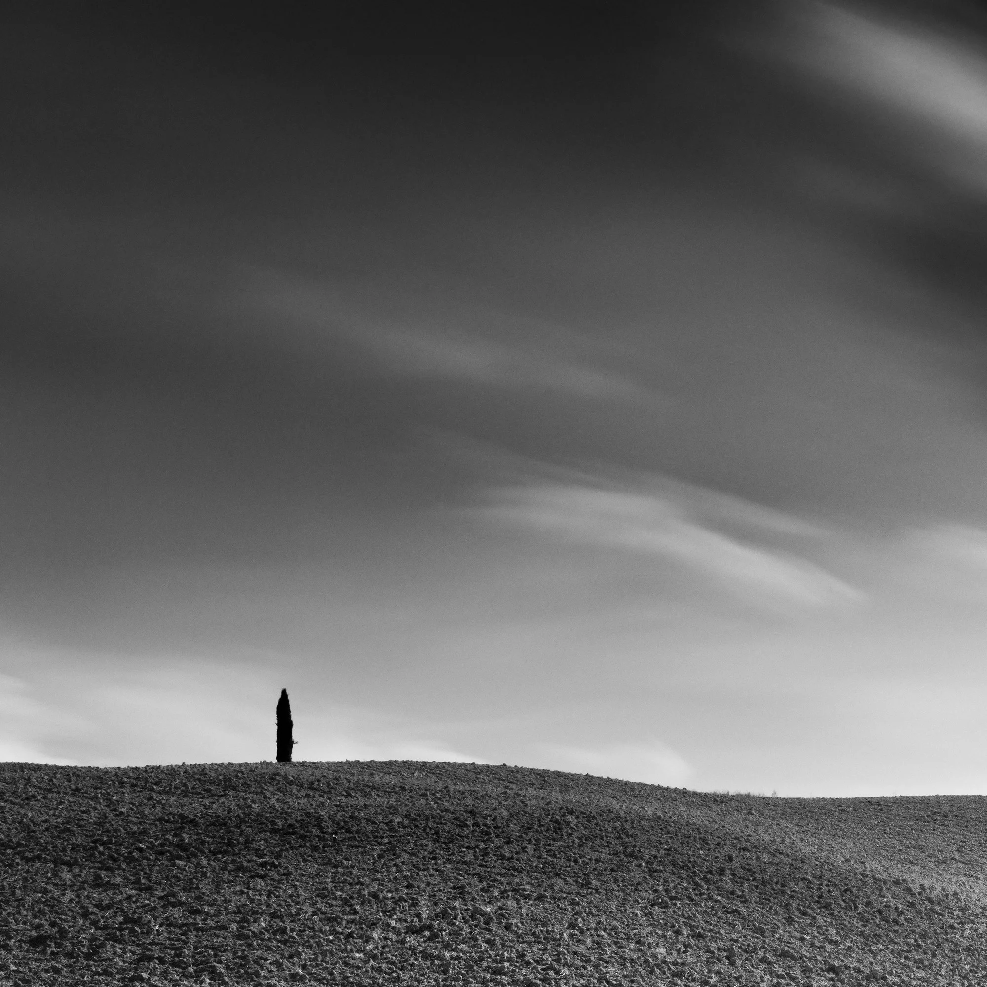 Detail of Cypress Hill Panorama Study 4 by Gerald Berghammer showing a solitary cypress tree on a rolling Tuscan field.