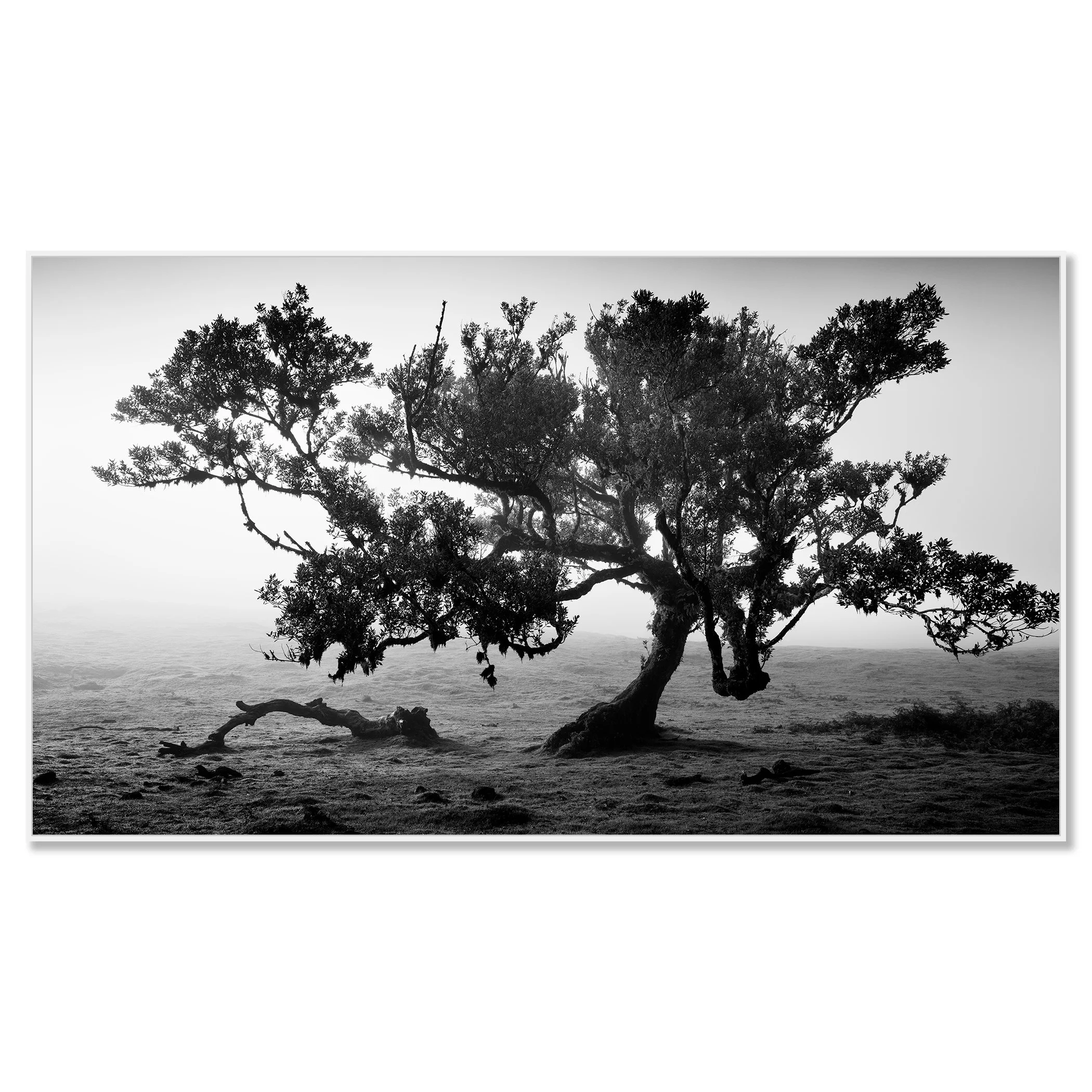 Ancient Laurisilva Forest, Study 16 – black-and-white photograph on Dibond in a white aluminium ArtBox.