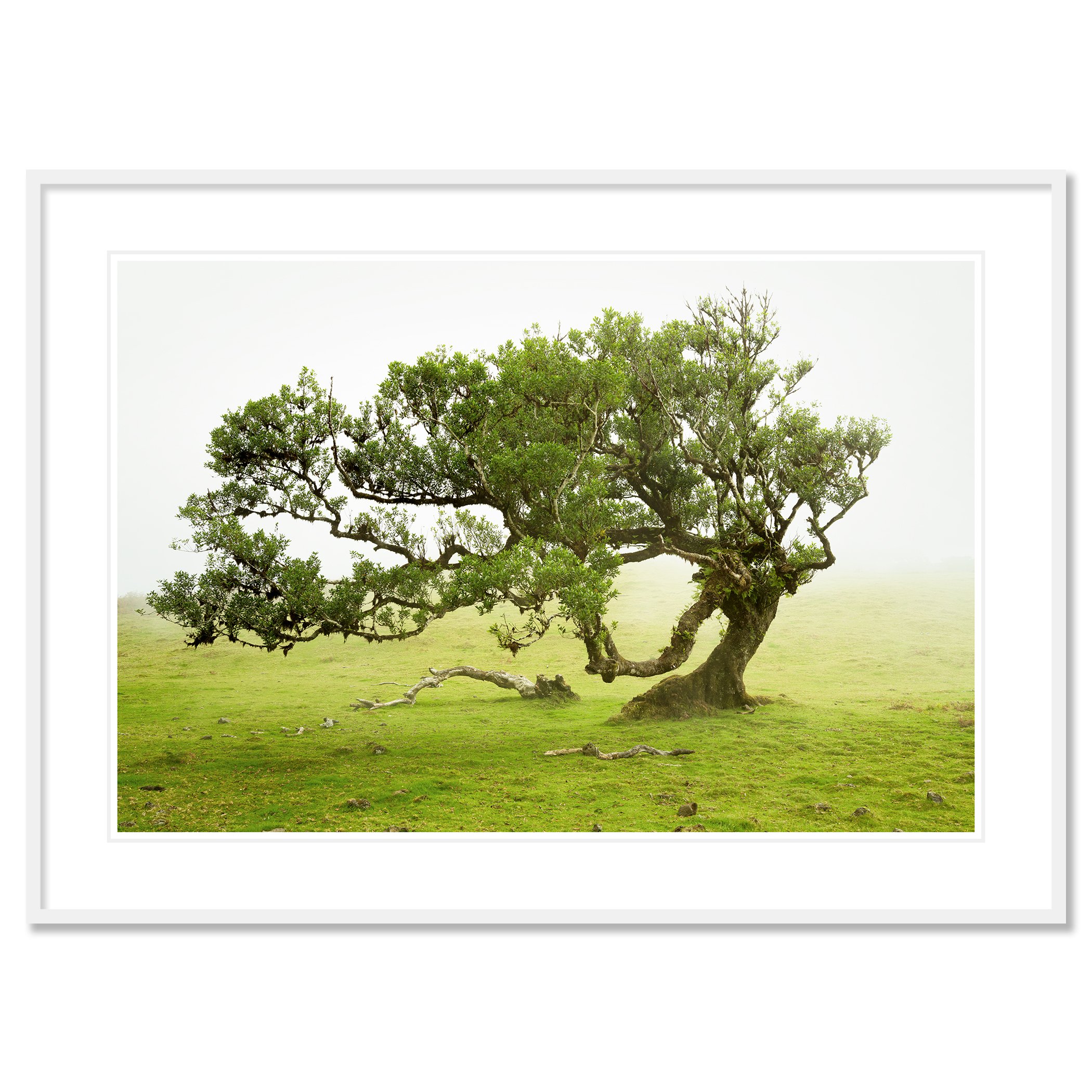 © 2021 Gerald Berghammer - A uniquely shaped large tree with lush green leaves grows on a grassy field with a foggy, misty background. Classic framed white