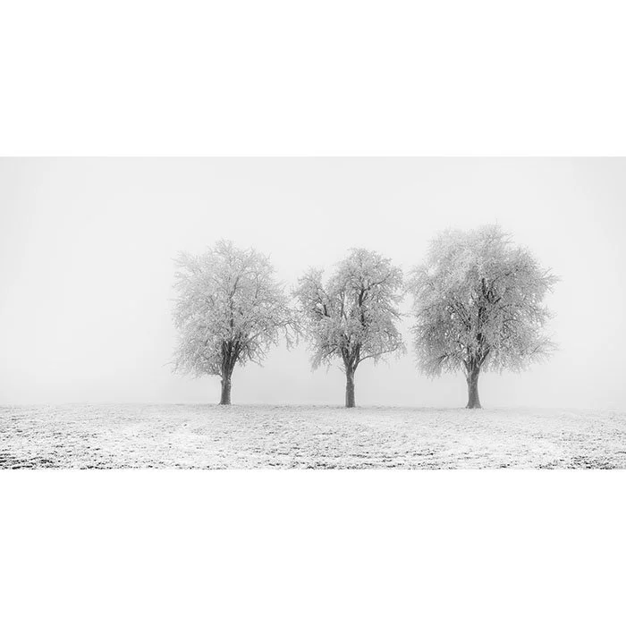 Frozen Apple Trees Panorama Study 2 – Austria | Gerald Berghammer