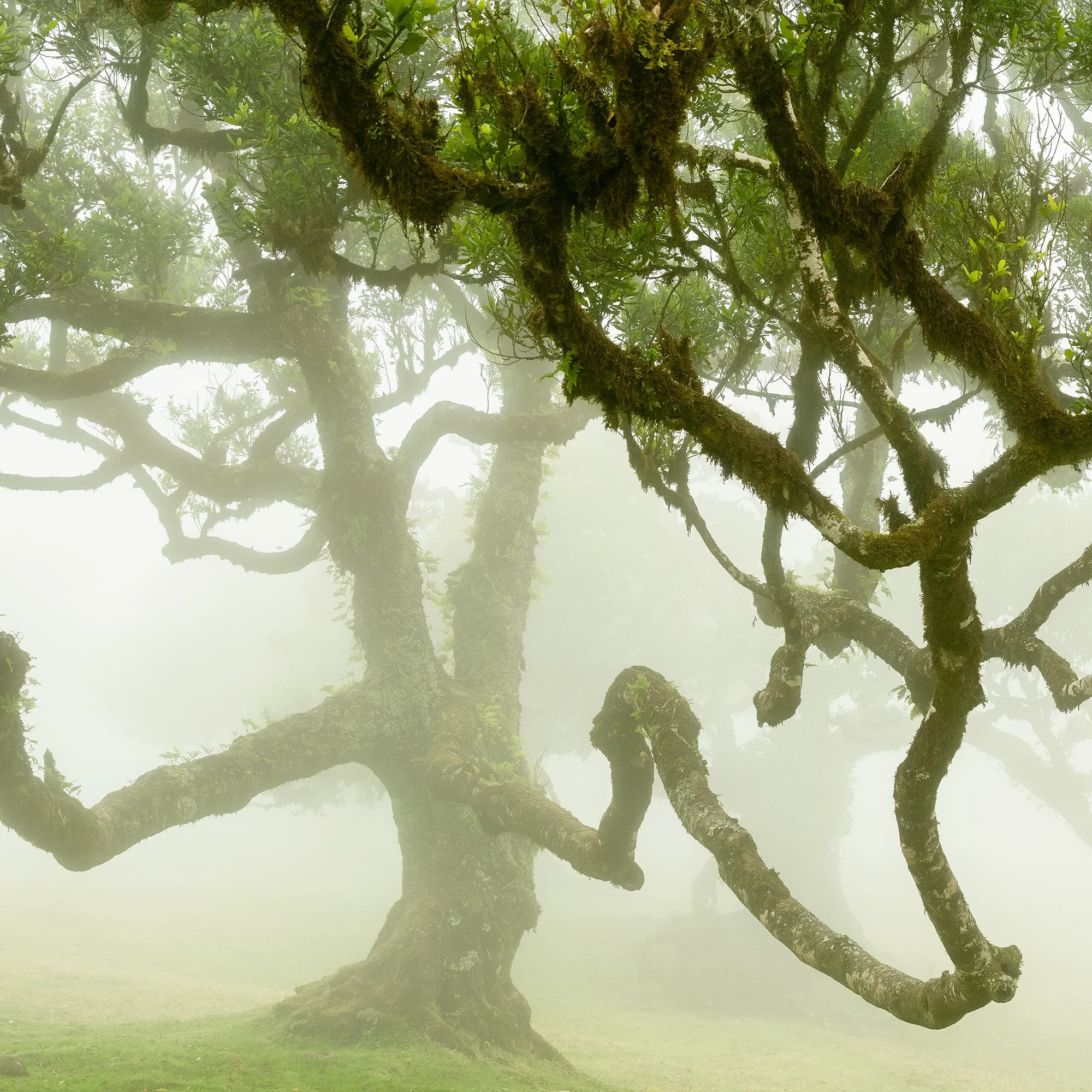 © 2021 Gerald Berghammer - Misty forest with large, moss-covered trees and lush green grass. Print detail 3