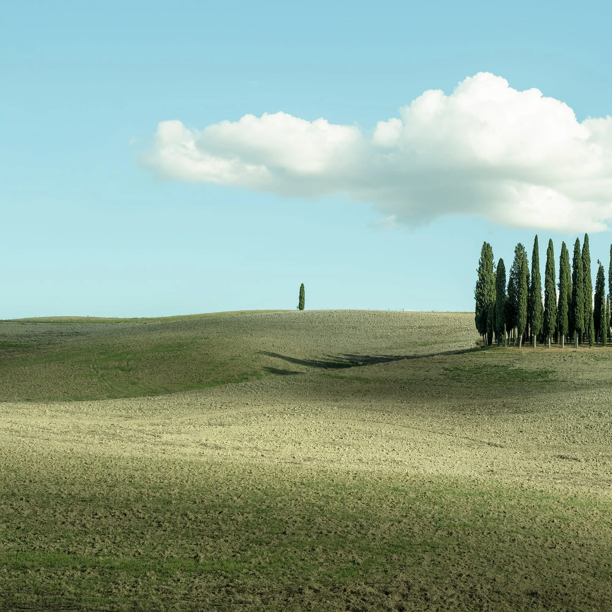 © 2023 Gerald Berghammer - Color minimalist photography. Open landscape with rolling hills, a small cluster of tall, thin green trees, and a large, fluffy cloud in the sky. Print detail 1