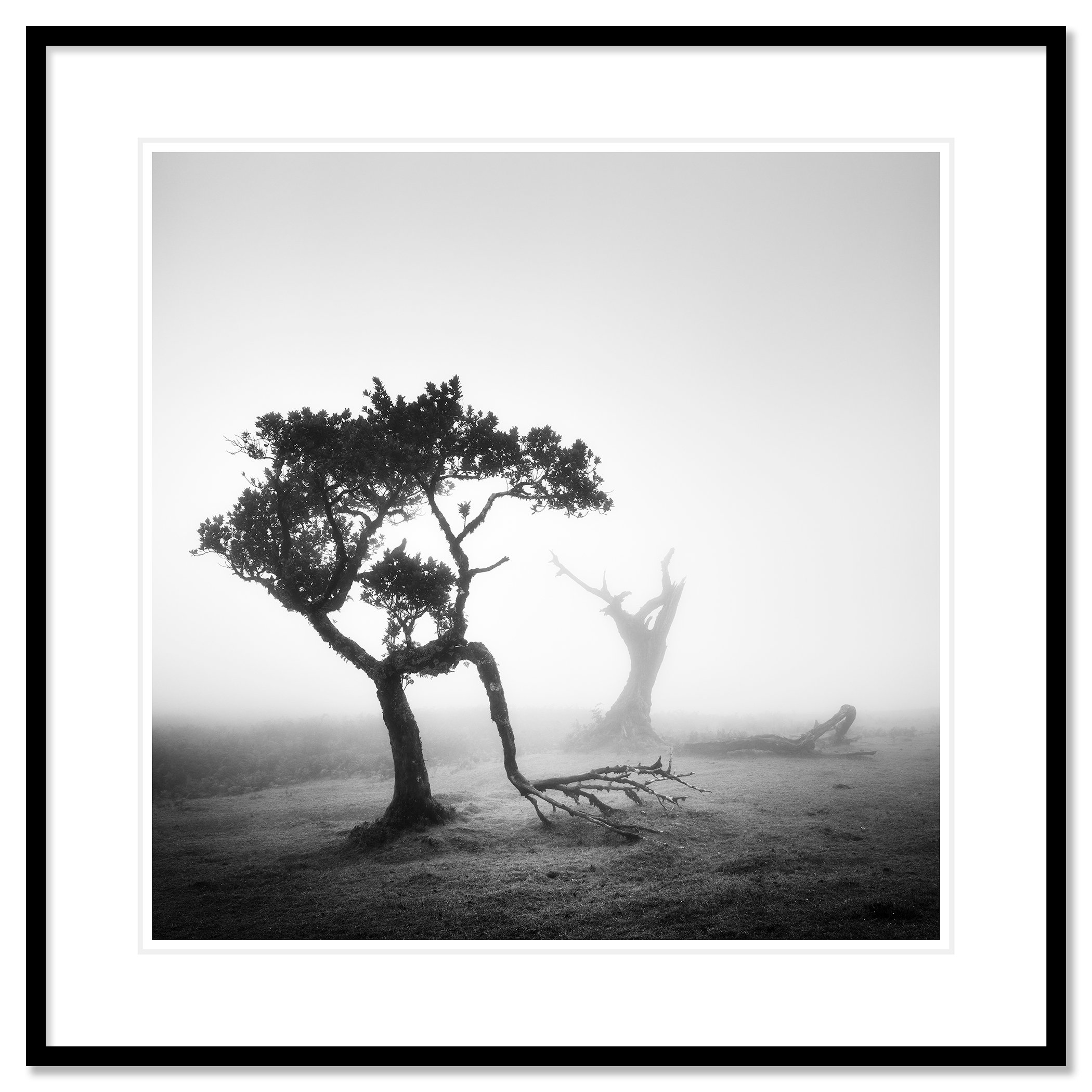 Ancient Laurel Cloud Forest Study 1, black-and-white fine art print in a black aluminium frame with white mount by Gerald Berghammer.