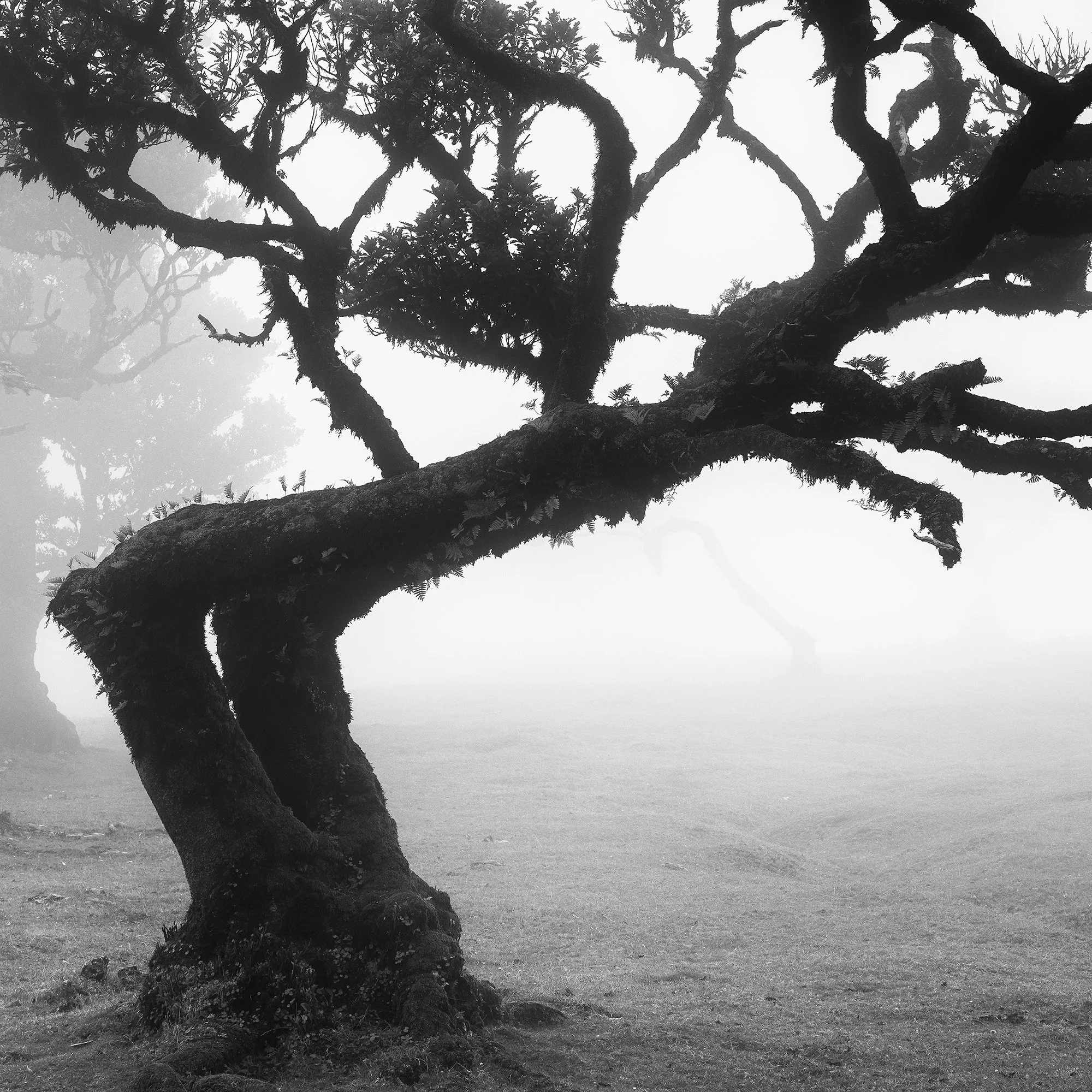 Zoomed-in detail of Ancient Laurisilva Forest Study 1 showing the textured trunk and branches of a mist-shrouded laurel tree by Gerald Berghammer.