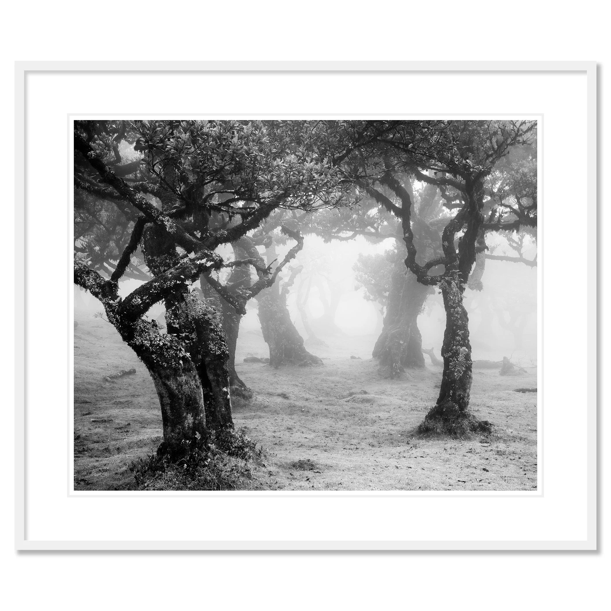Mystical Forest Clearing – Madeira, pigment print in a white aluminium frame with white mount by Gerald Berghammer.