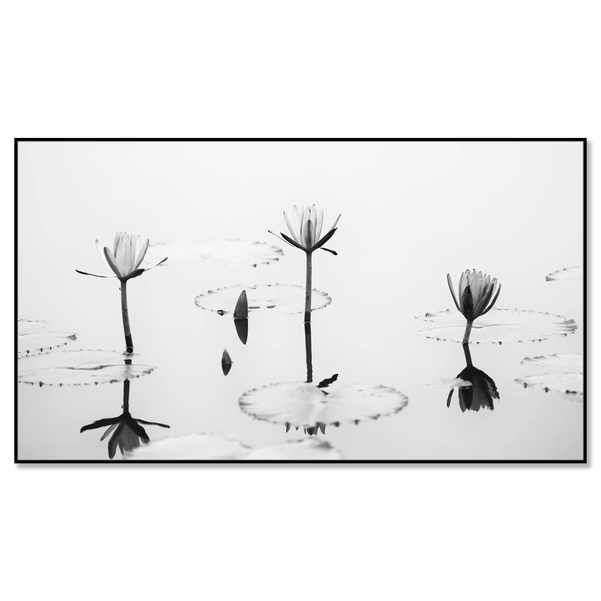 © 2025 Gerald Berghammer - Black and white minimalist waterside photography. Water lilies and lily pads on a calm pond with reflections of the flowers in the water. Chromaluxe framed black