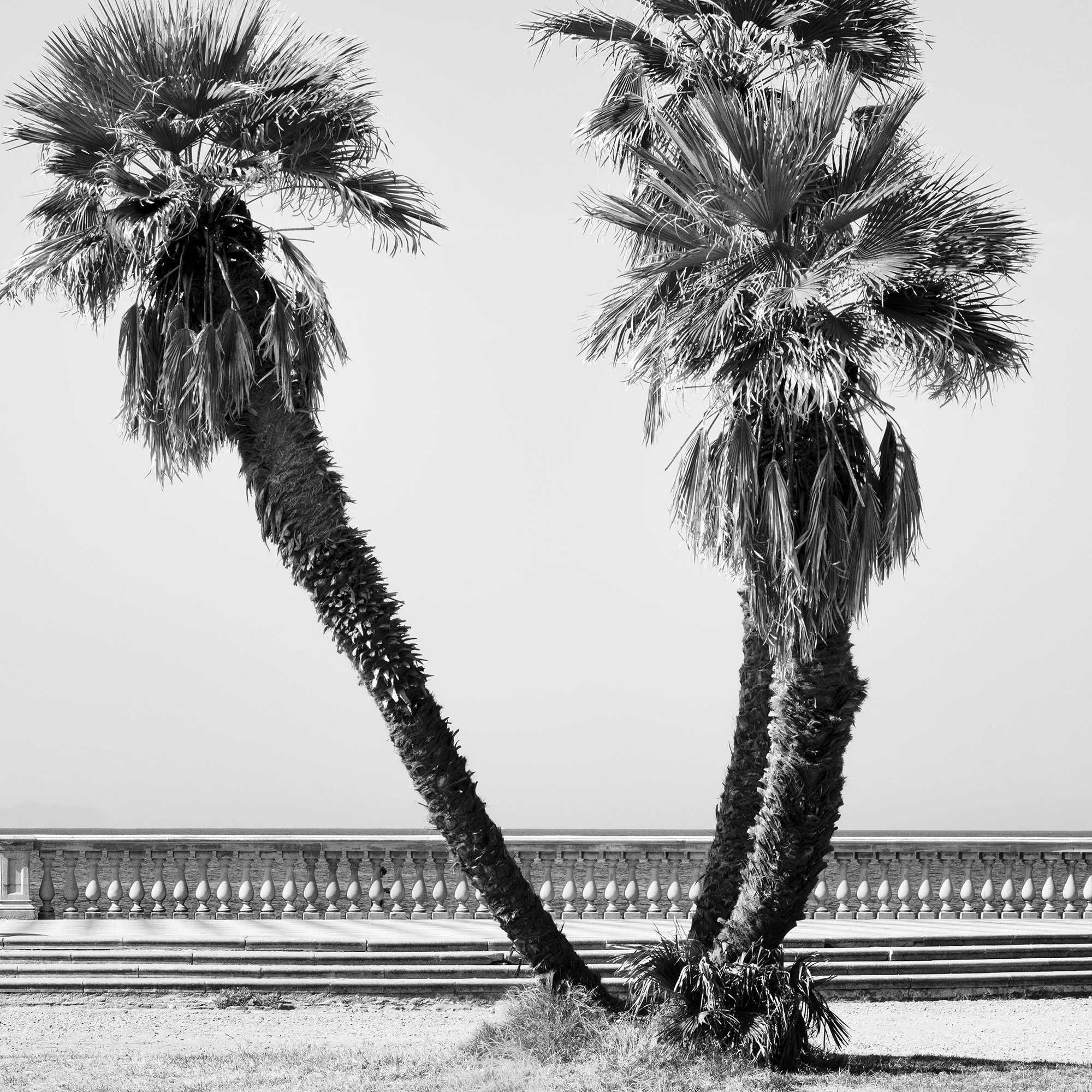 Close-up detail of Palm Trees Study 2 by Gerald Berghammer, featuring palm trees and the balustrade at Terrazza Mascagni in Tuscany.