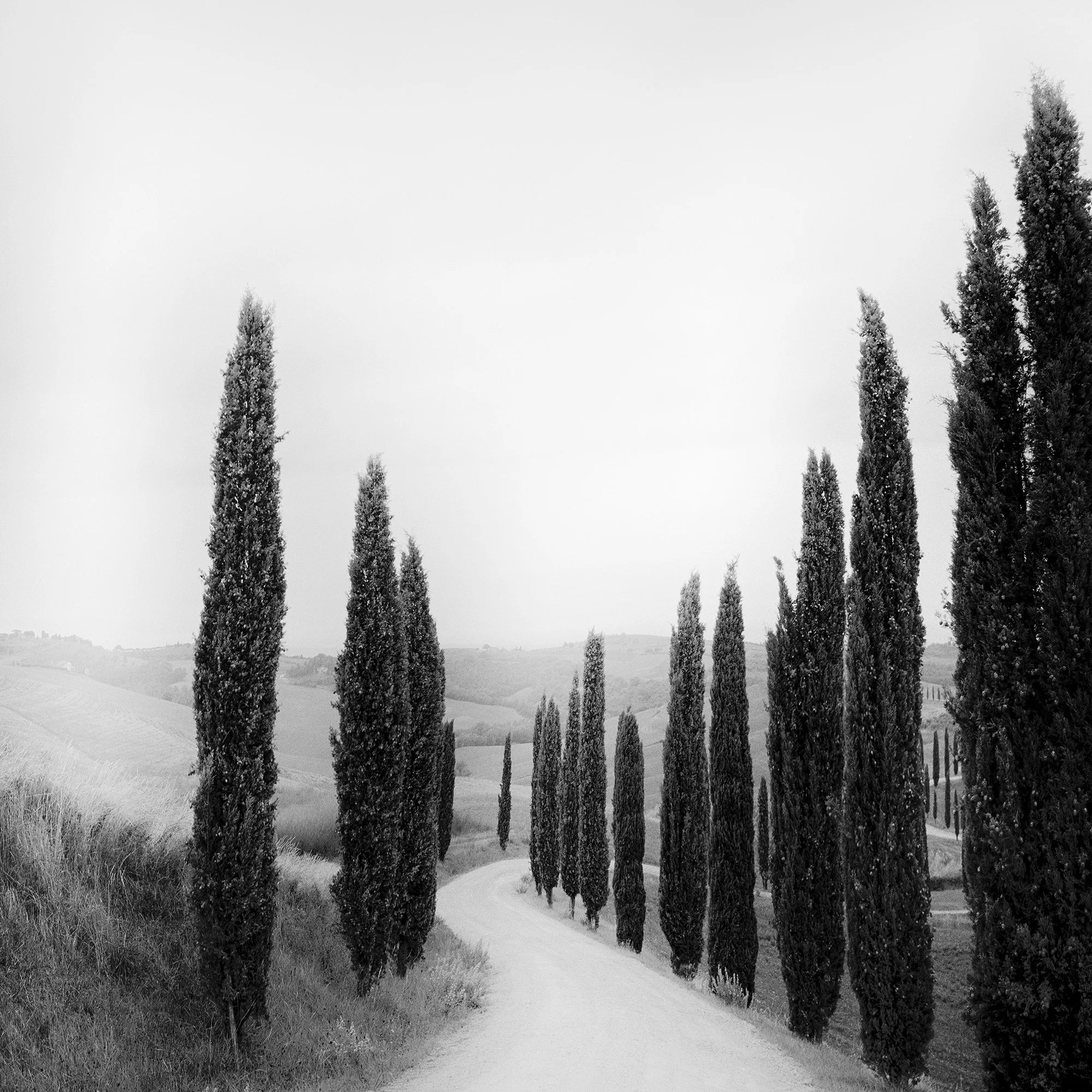Detail of Path Lined with Cypress Trees showing cypress trees and rolling hills in Tuscany by Gerald Berghammer.