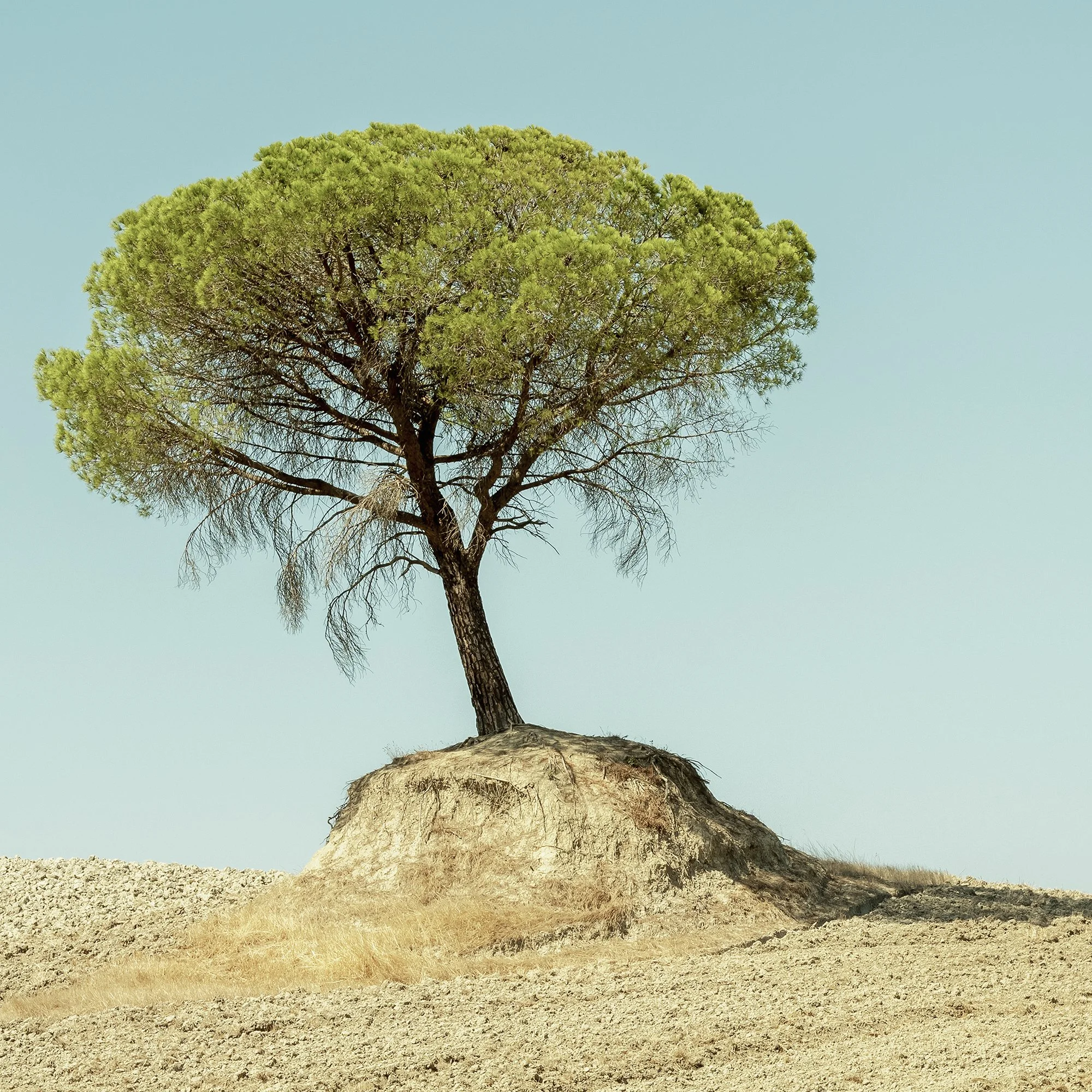 Close view of the umbrella-shaped crown and trunk of an Italian stone pine in Tuscany. Photo by Gerald Berghammer.