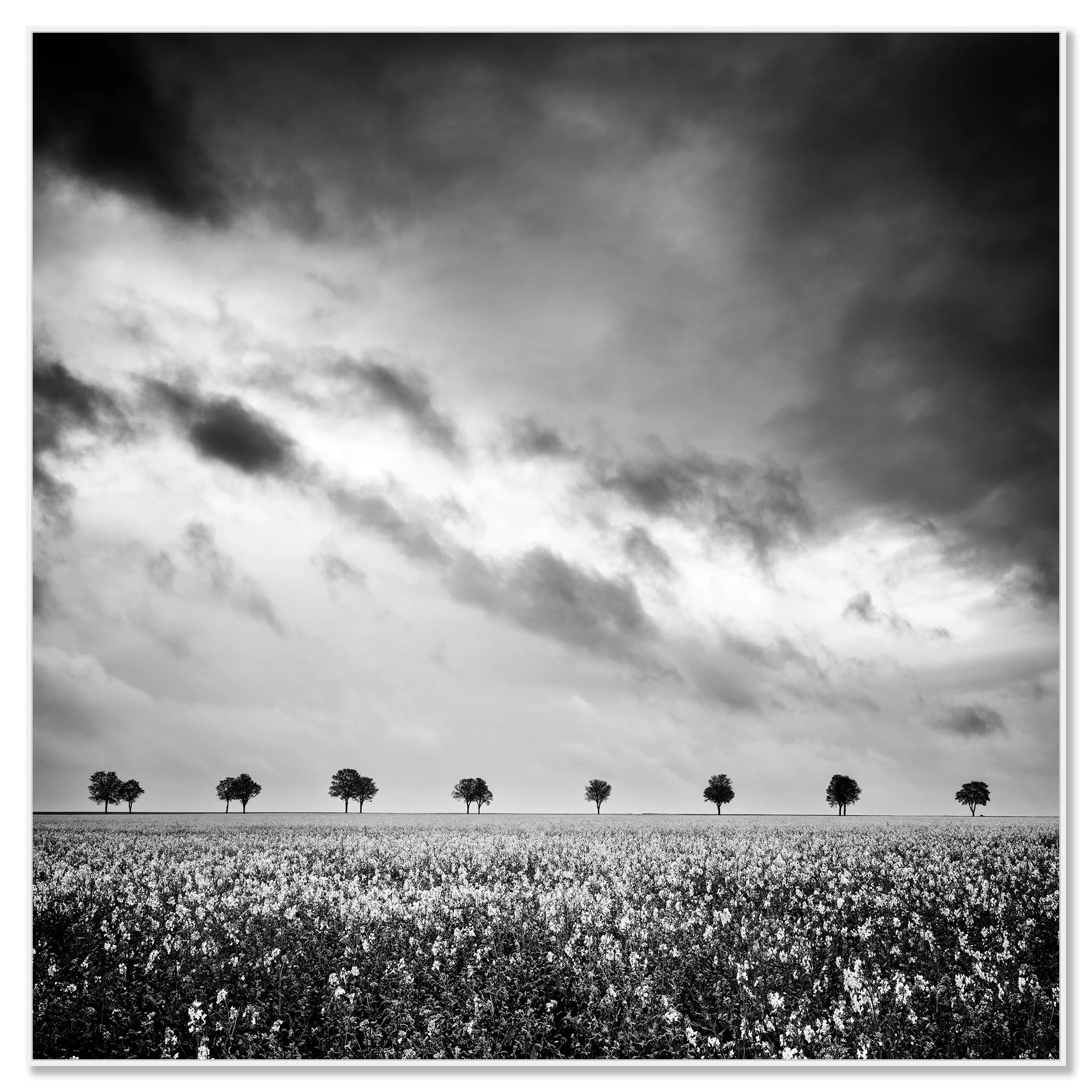 Monochrome rapeseed field stretching to the horizon with scattered trees and a dark, cloudy sky – framed ArtBox white