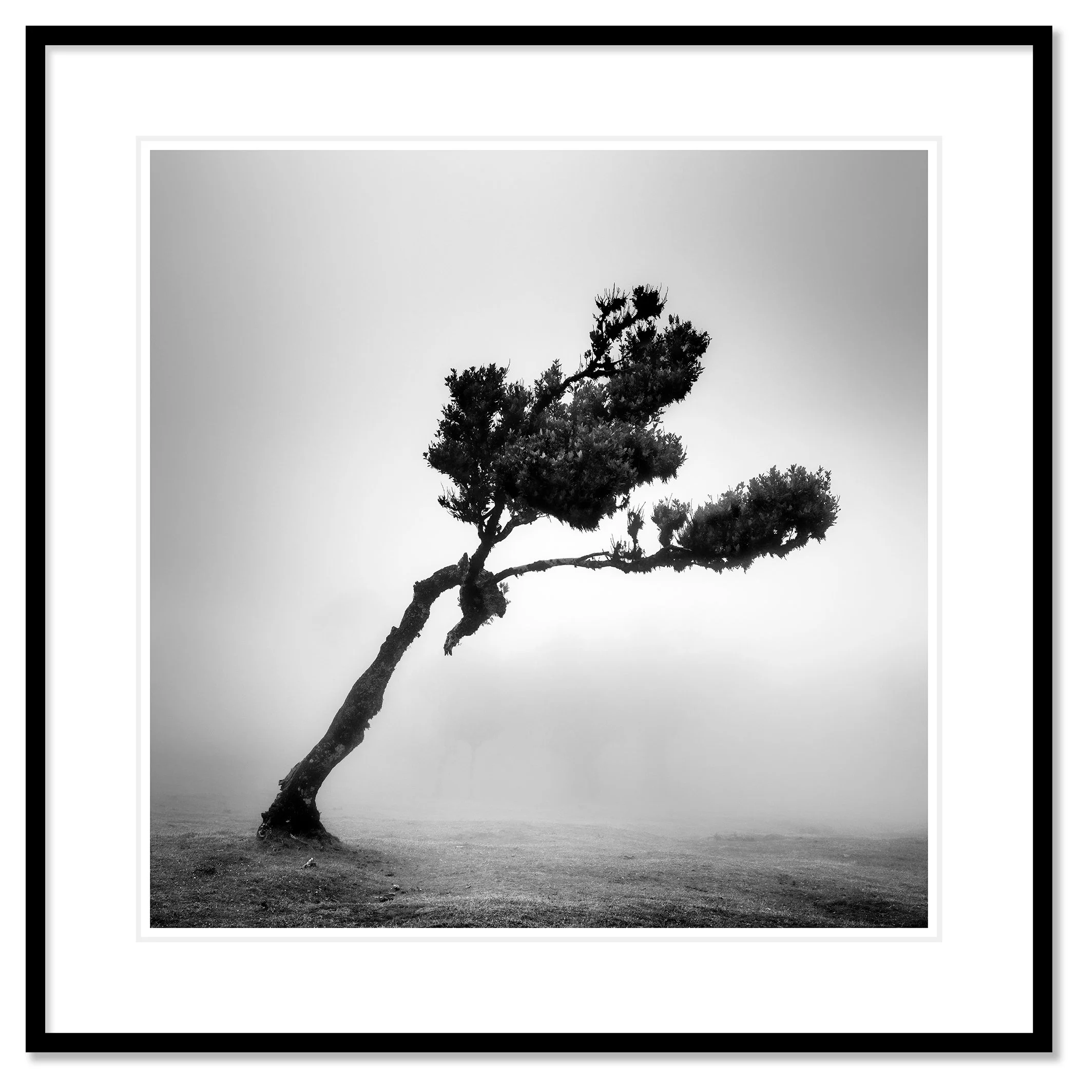 Deer in Fairy Forest Study 1 displayed as an archival pigment print in a black aluminium frame with a white mount by Gerald Berghammer.