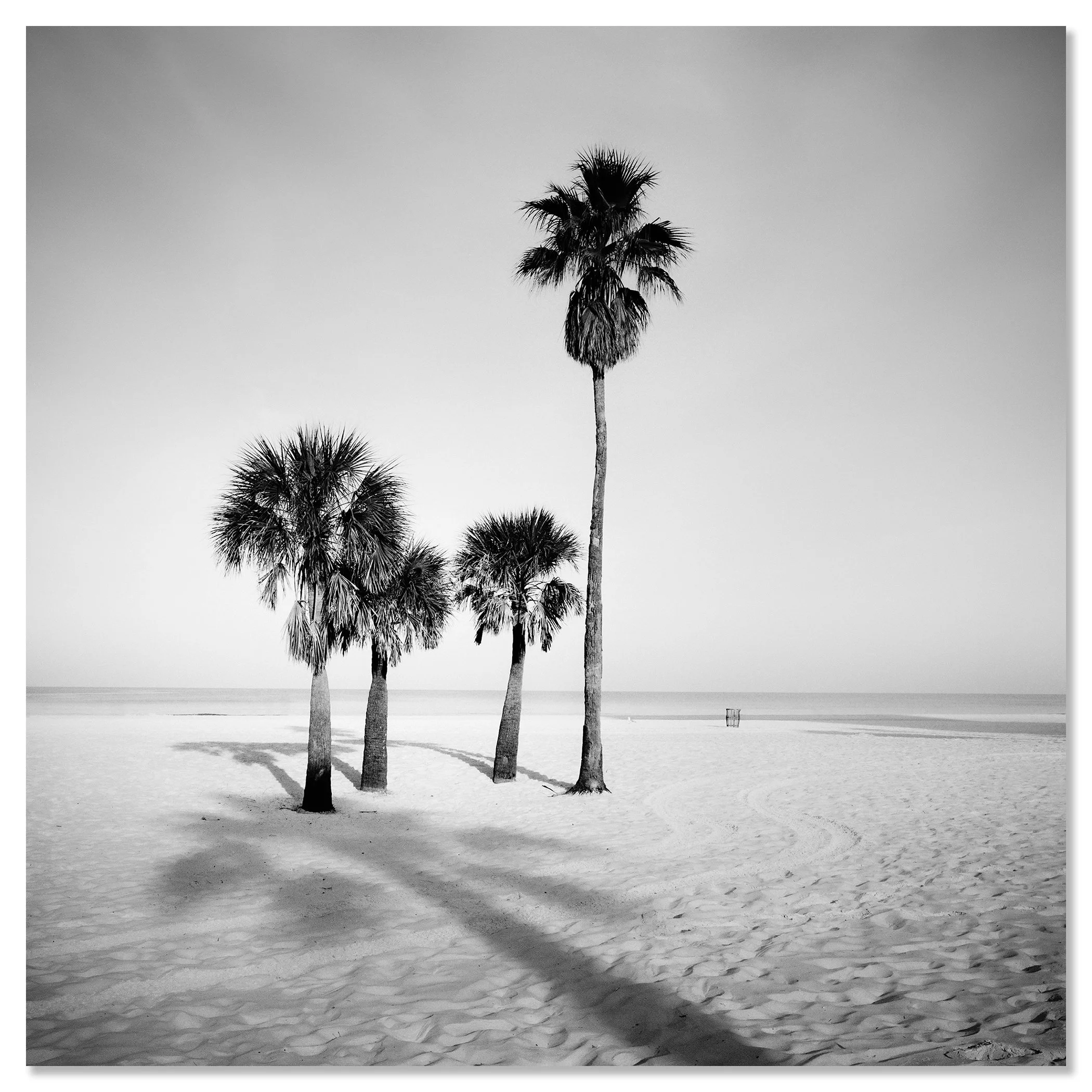 Black and white photo of five palm trees on a quiet sandy beach with long shadows – dibond frameless