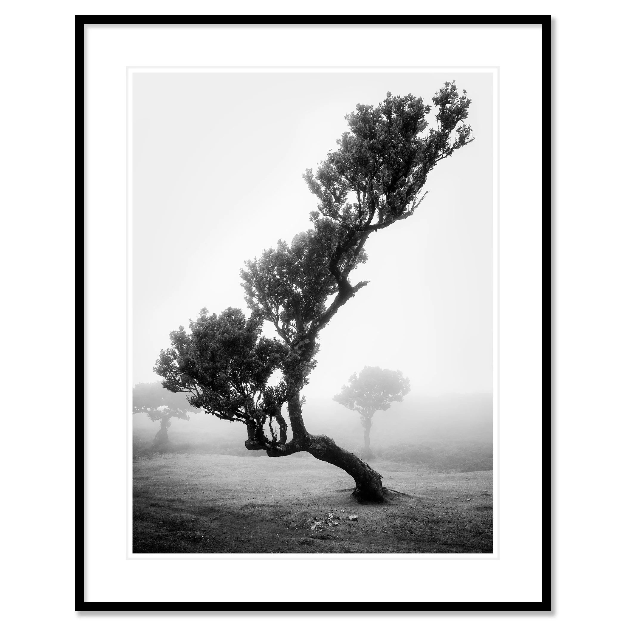 Ancient Laurisilva Forest Study 10 as a black-and-white fine art print in a black aluminium frame with a white mount by Gerald Berghammer.