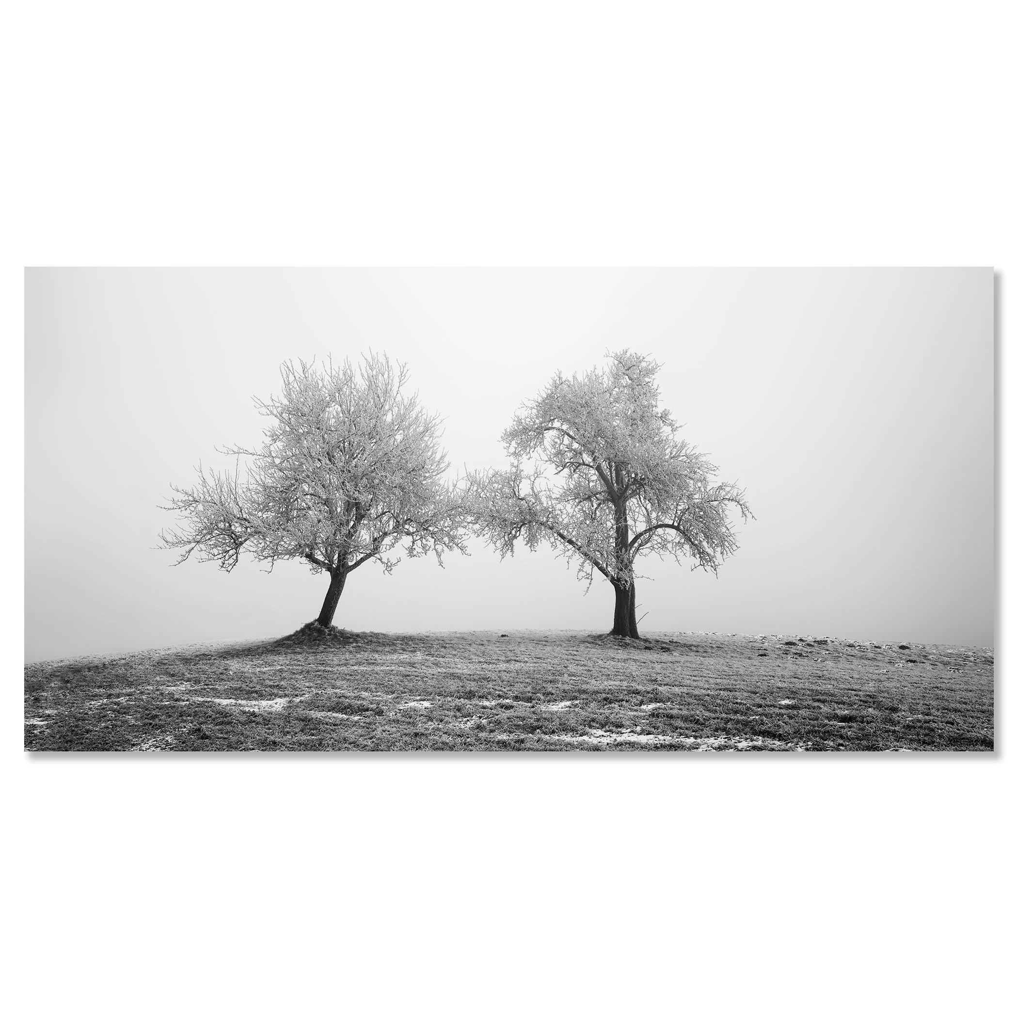 Black and white photo of two icy trees on a gentle hillside in dense fog – dibond frameless