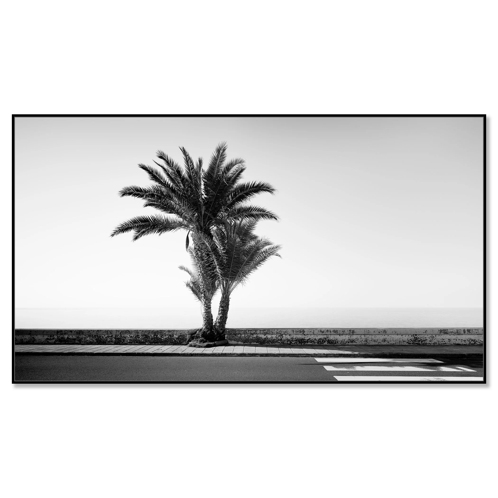 Palm Tree on the Roadside Study 2 by Gerald Berghammer, black-and-white Dibond fine art print in a black aluminium ArtBox frame.