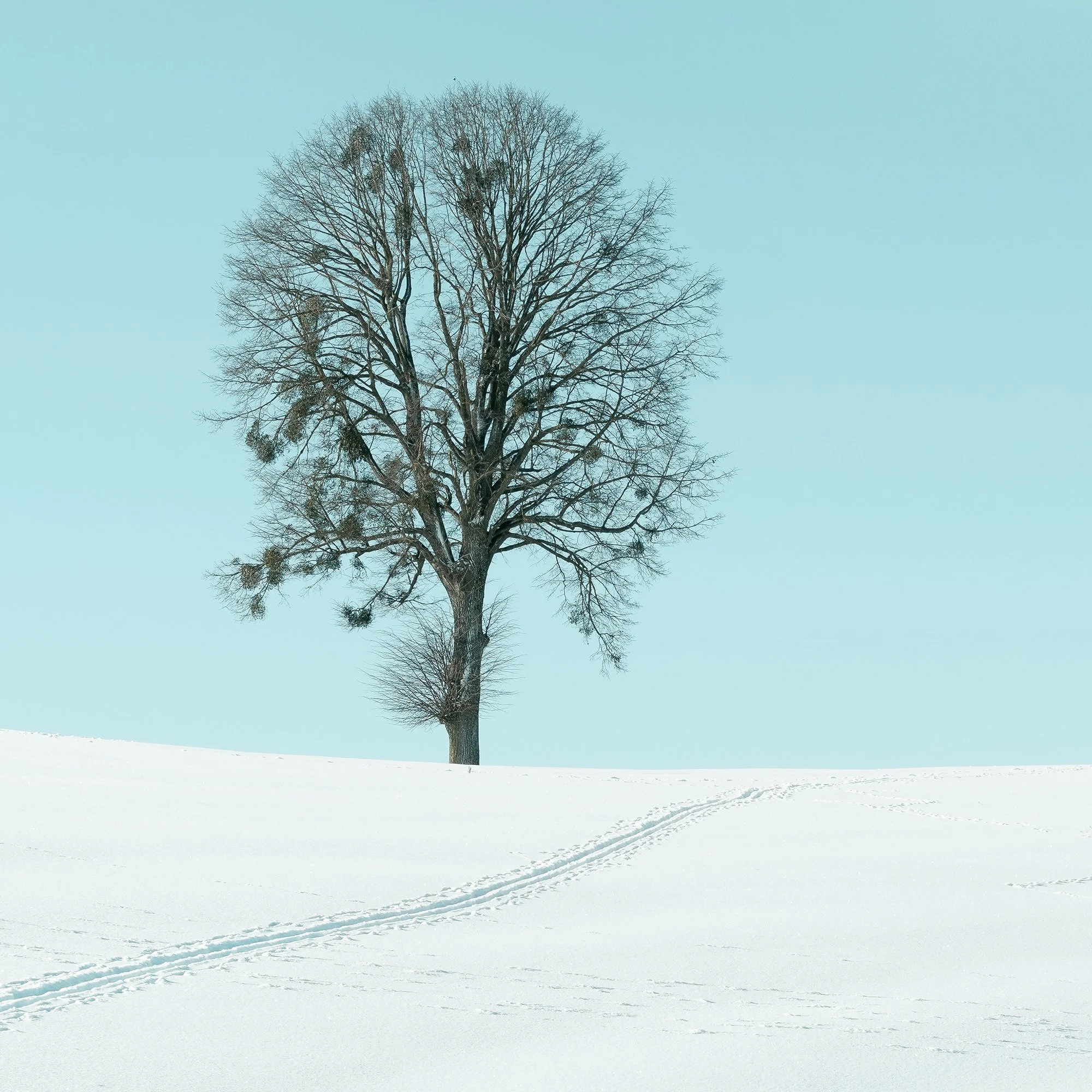 Close detail of Winter Path to the Lone Tree – Austria, solitary tree and snow tracks in a minimalist landscape.