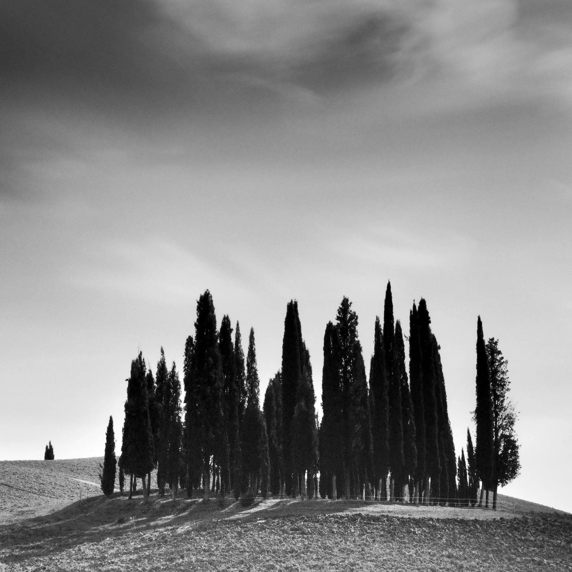 Detail of Cypress Hill Panorama Study 4 by Gerald Berghammer showing the sculptural group of cypress trees in Tuscany.