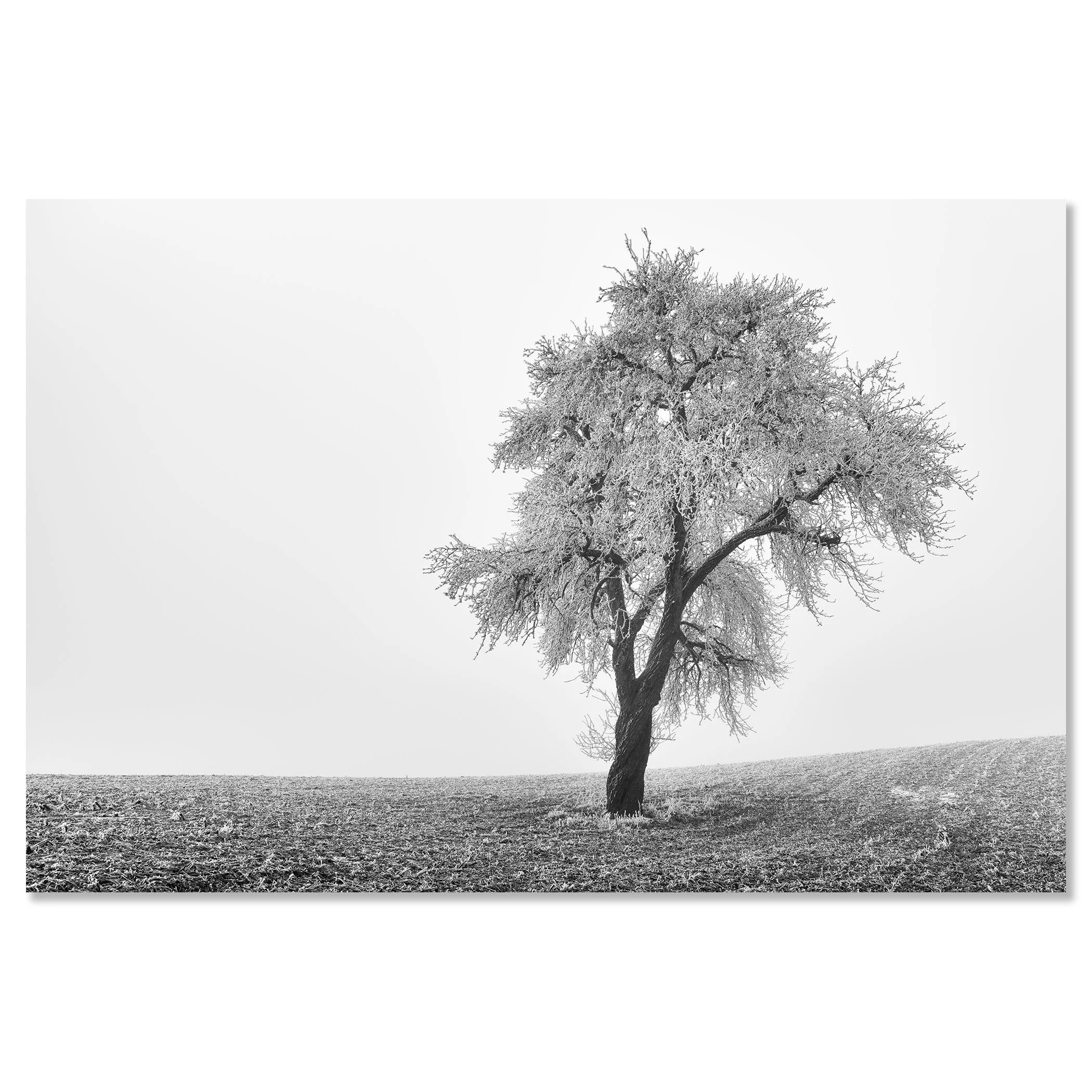 Tree in Frozen Field Study 1 – black-and-white photograph of a solitary tree in Austria mounted on aluminium Dibond, frameless.