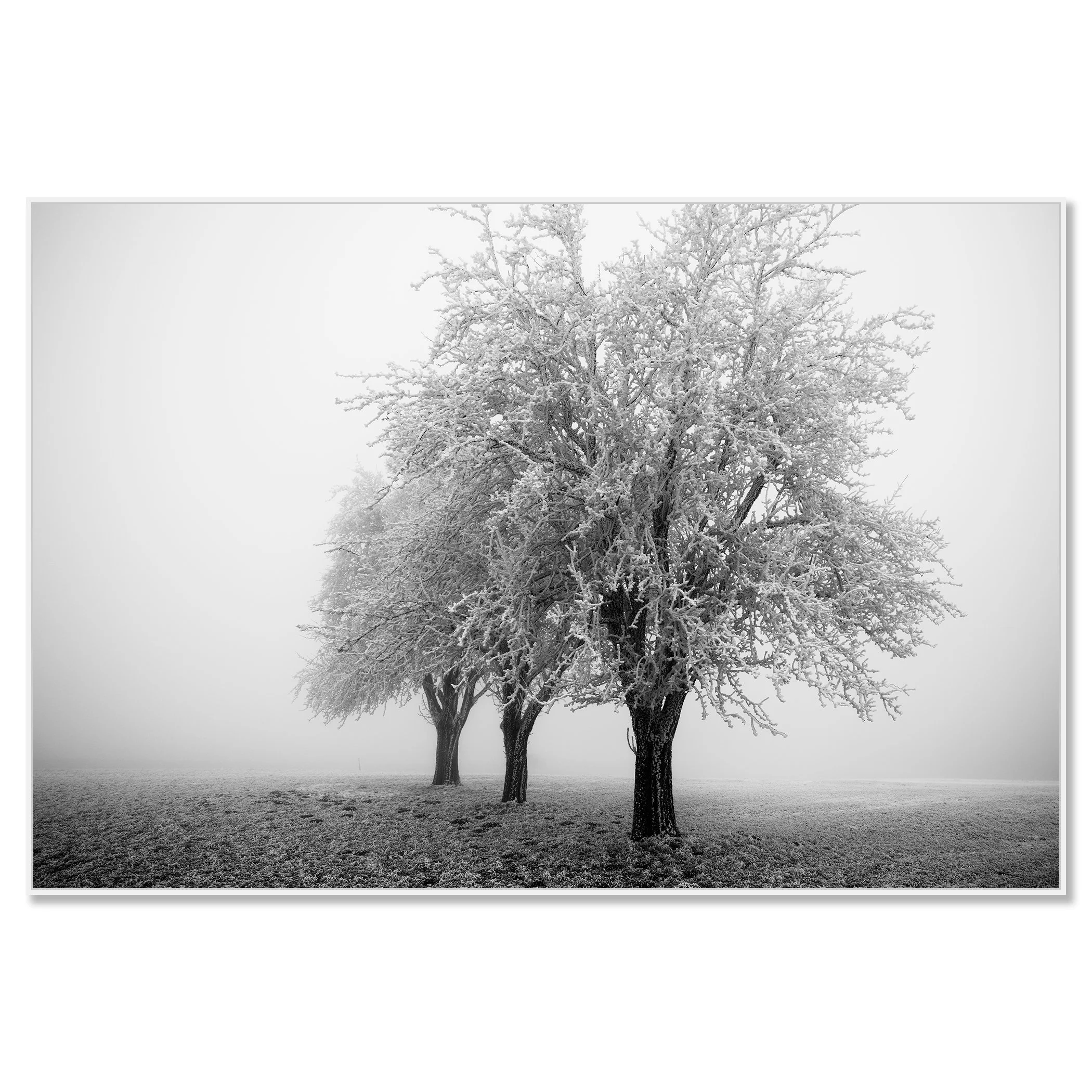 Minimalist winter scene with three apple trees covered in snow standing in soft fog – framed ArtBox white