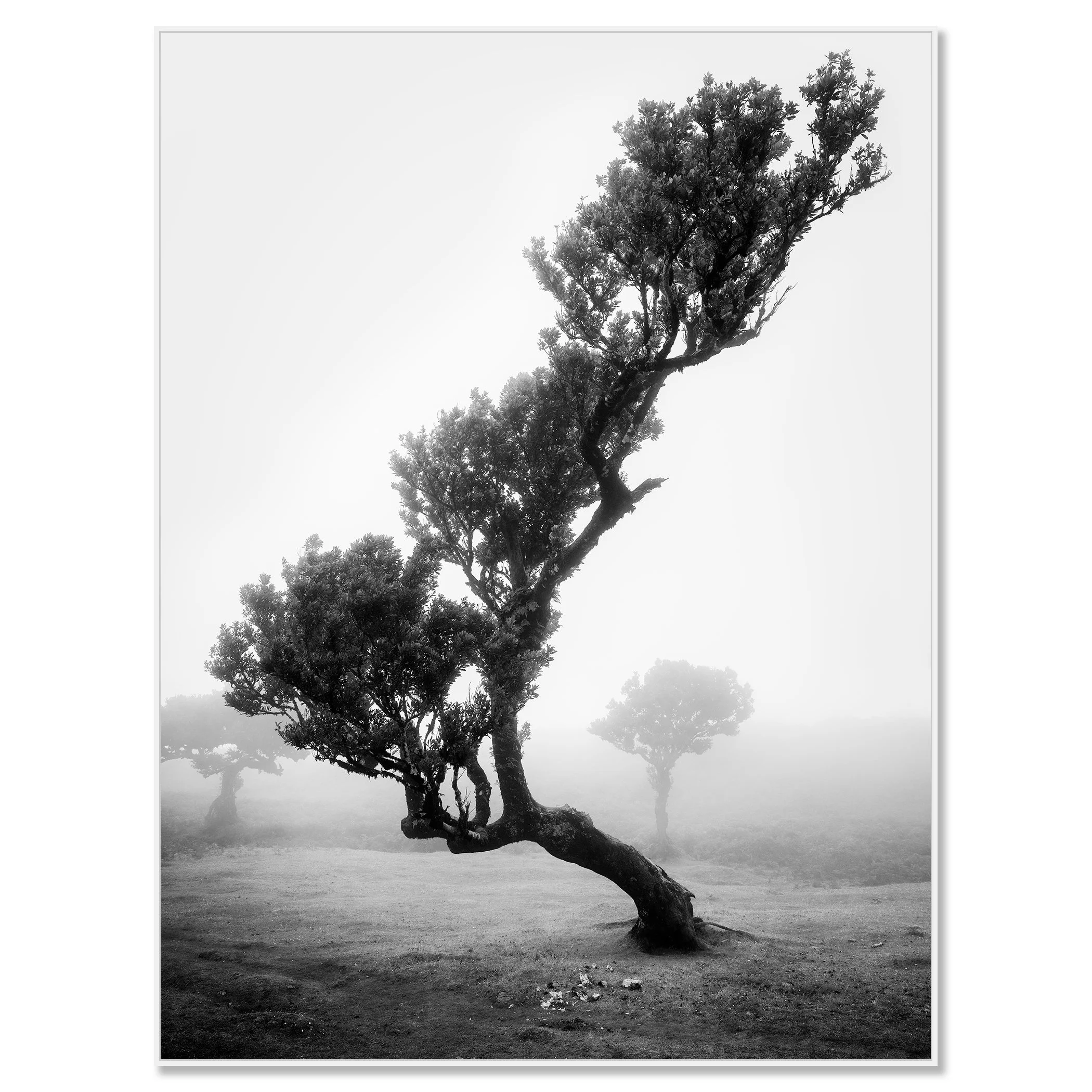 Ancient Laurisilva Forest Study 10 mounted on aluminium Dibond in a white ArtBox frame by Gerald Berghammer.
