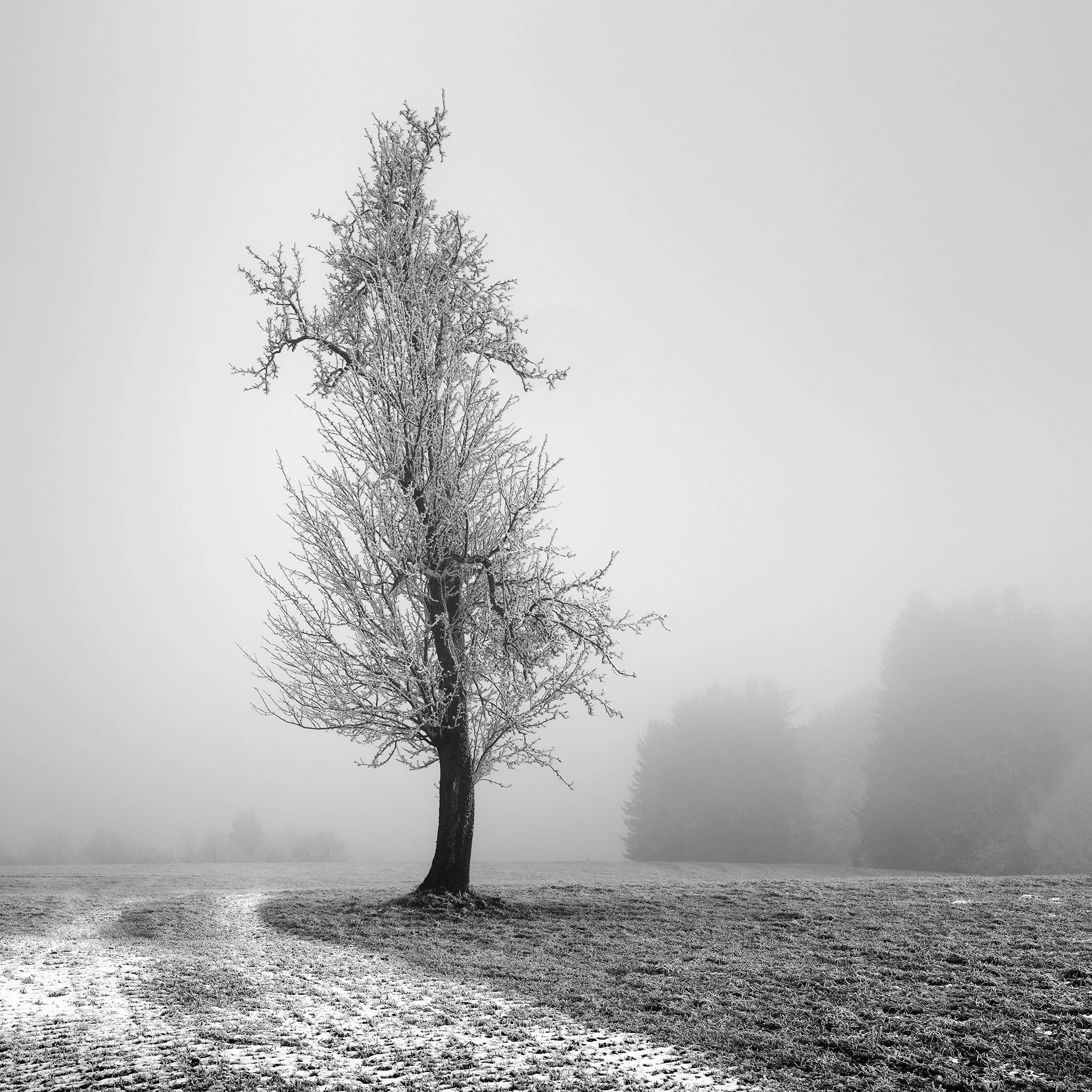 Minimal winter landscape with a solitary tree and woodland in dense fog