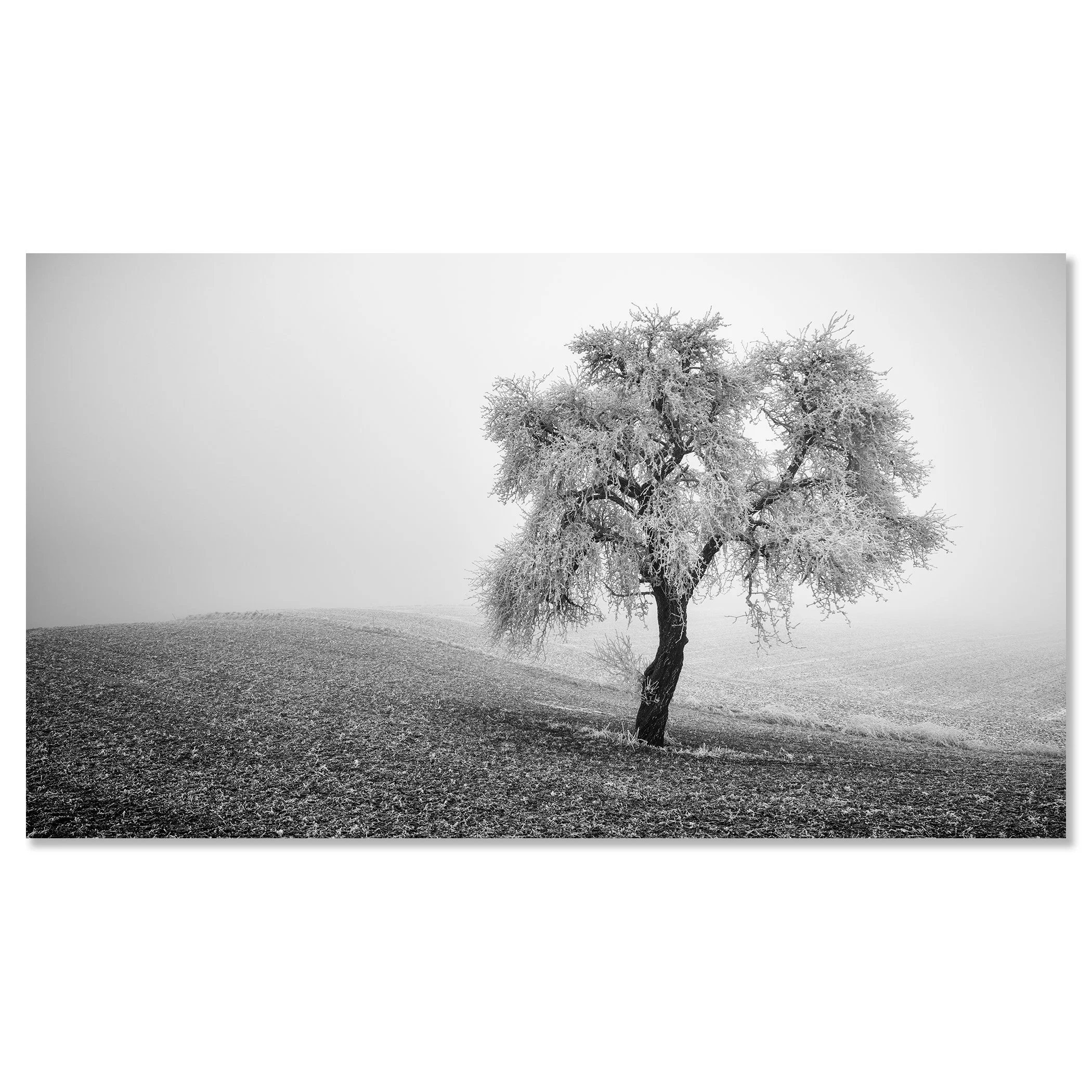 Solitary tree covered in frost on a foggy hillside, monochrome nature scene – dibond frameless