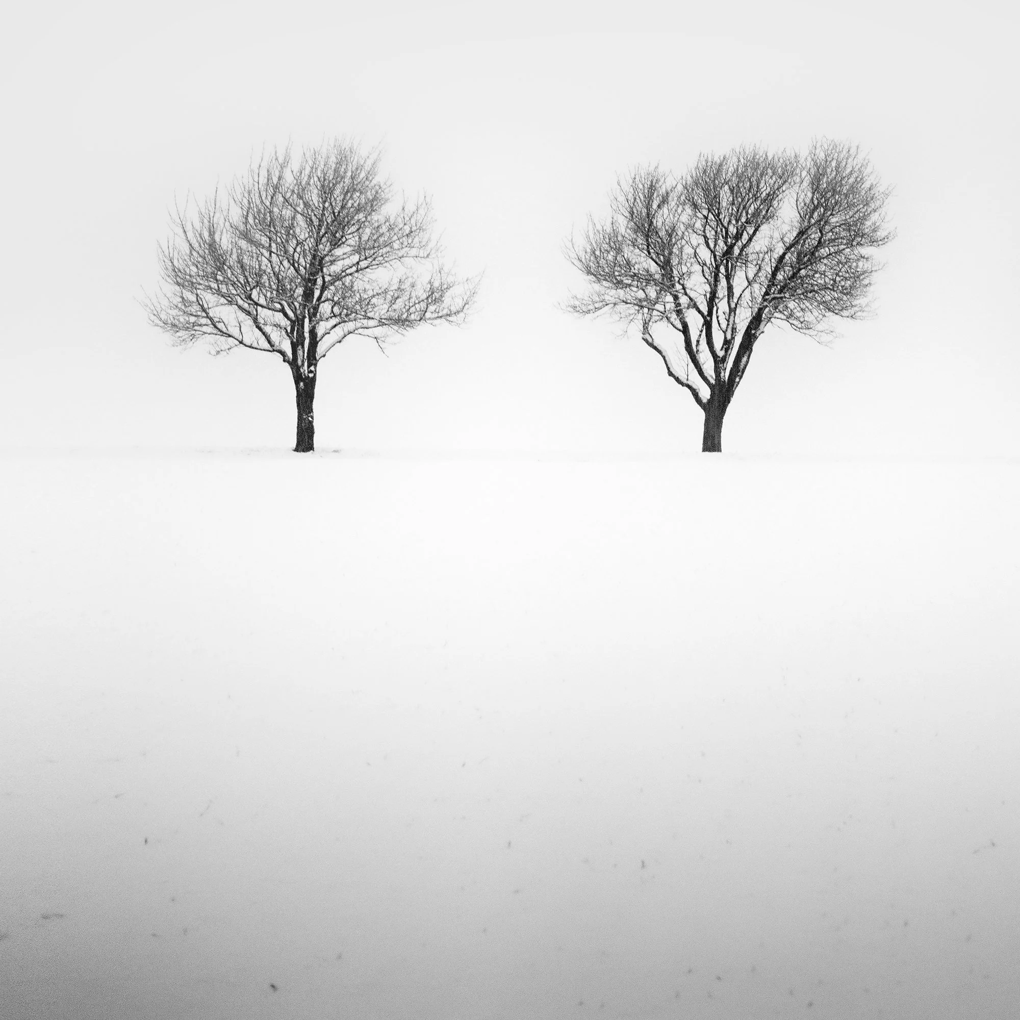 Close-up of Three Trees in a Snowy Field, Study 2 showing delicate winter branches by Gerald Berghammer.