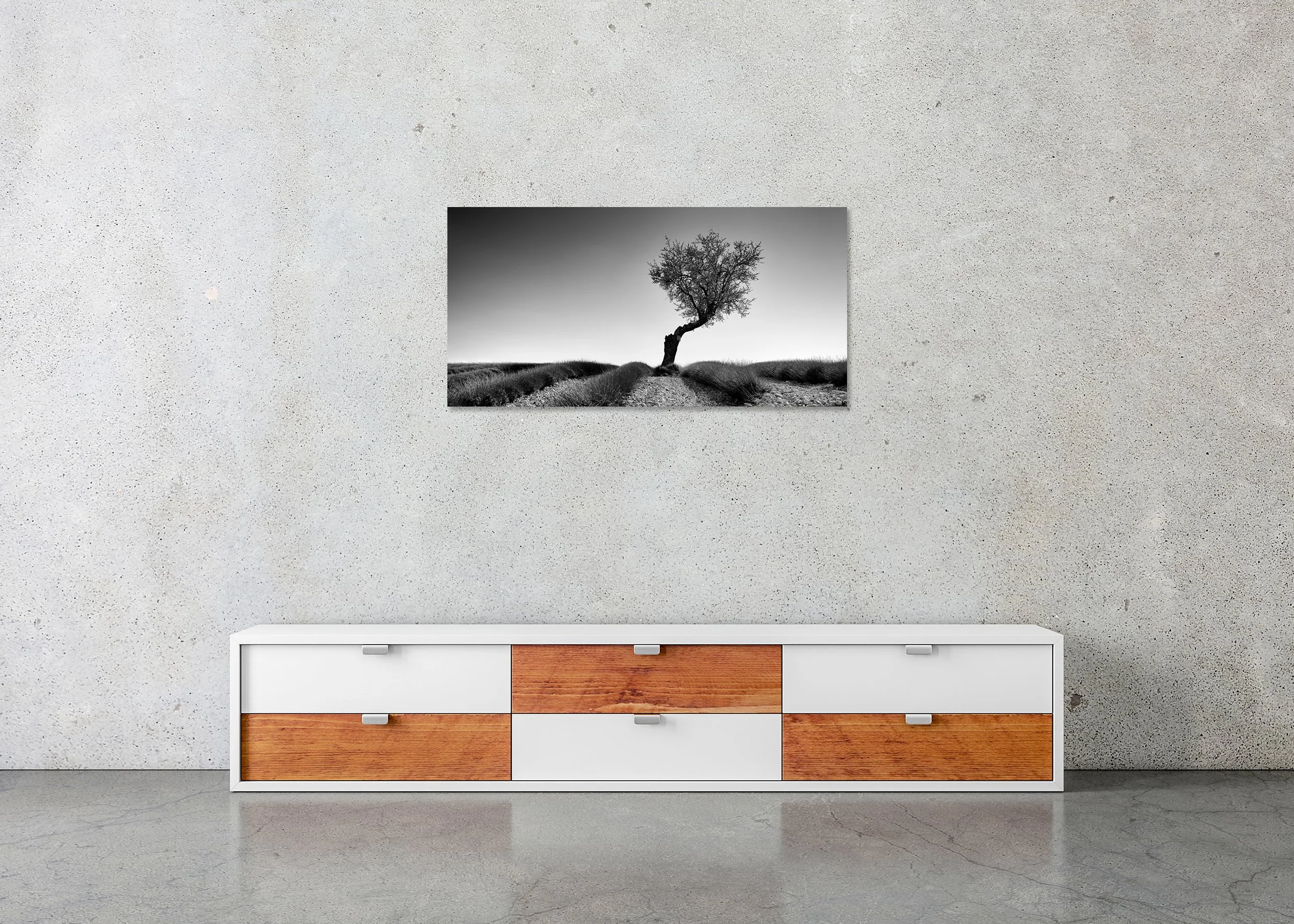 Black and white photo print of a solitary wind-shaped tree in a lavender field, mounted to Dibond with a frameless finish.