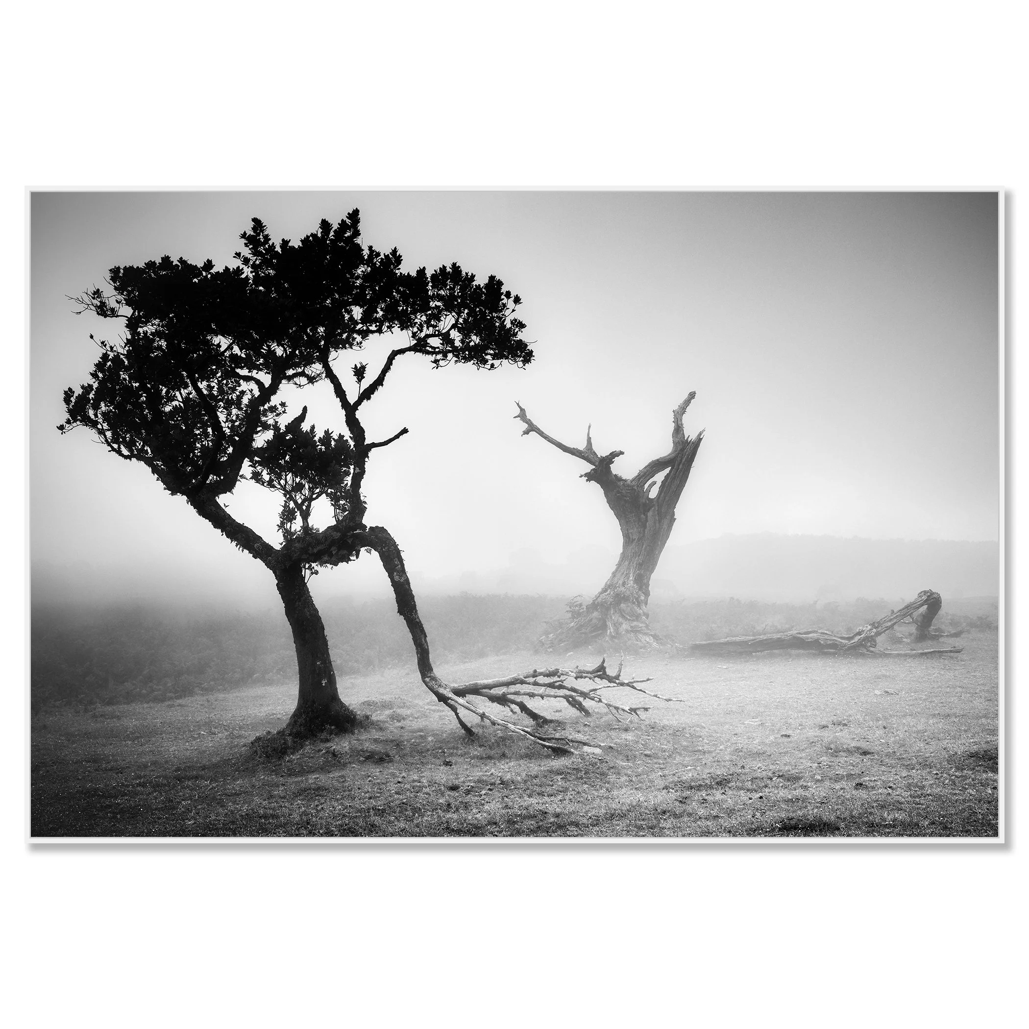 Ancient laurisilva forest with a solitary tree in soft morning mist at Fanal, Madeira, Portugal – framed ArtBox white