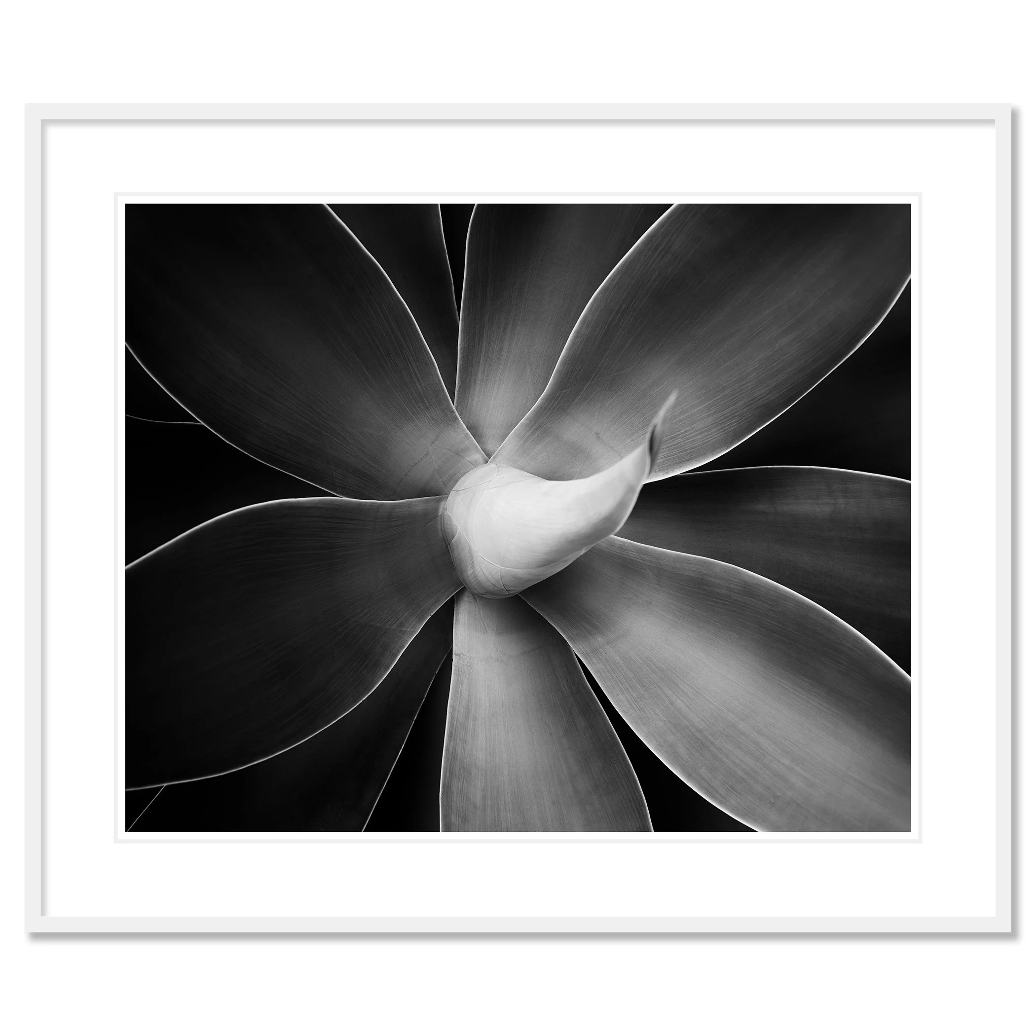 Abstract black-and-white macro photograph of a flower with layered petals and soft tonal gradients, Classic frame white