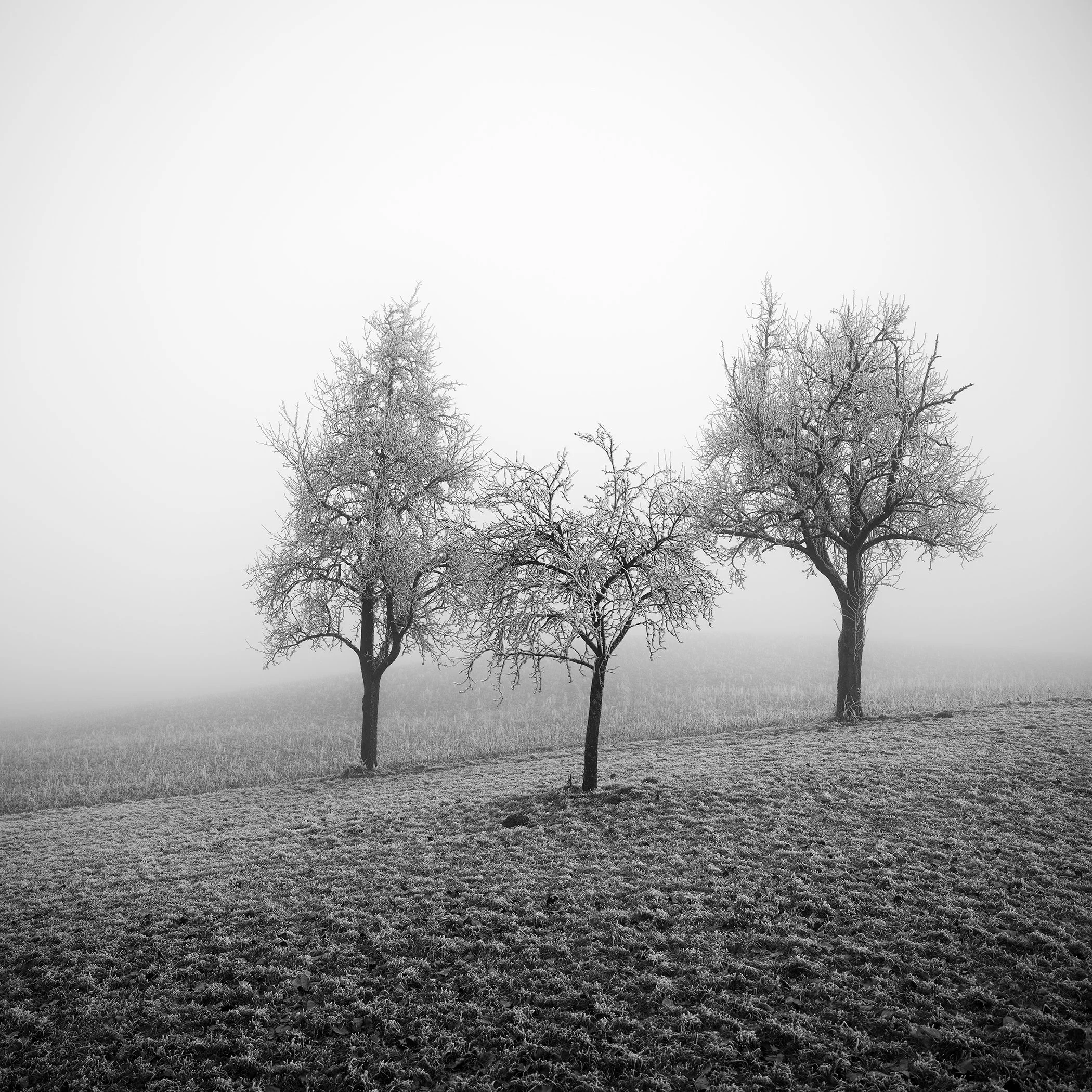 © 2025 Gerald Berghammer - Black and white photograph of three frost-covered trees standing in a foggy winter field on a gentle slope.