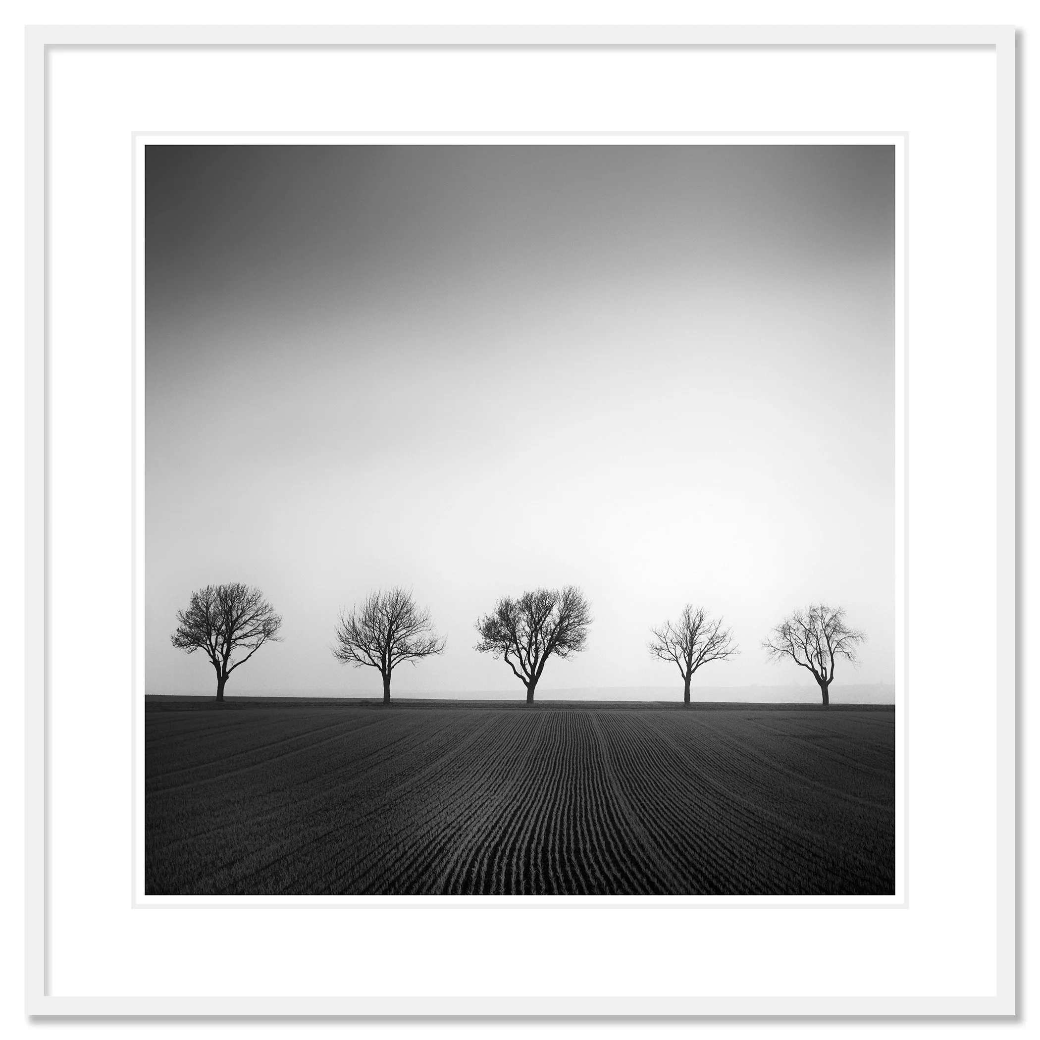 Cherry Tree Avenue, Study 1 – archival pigment print in a white aluminium frame with a white mount by Gerald Berghammer.