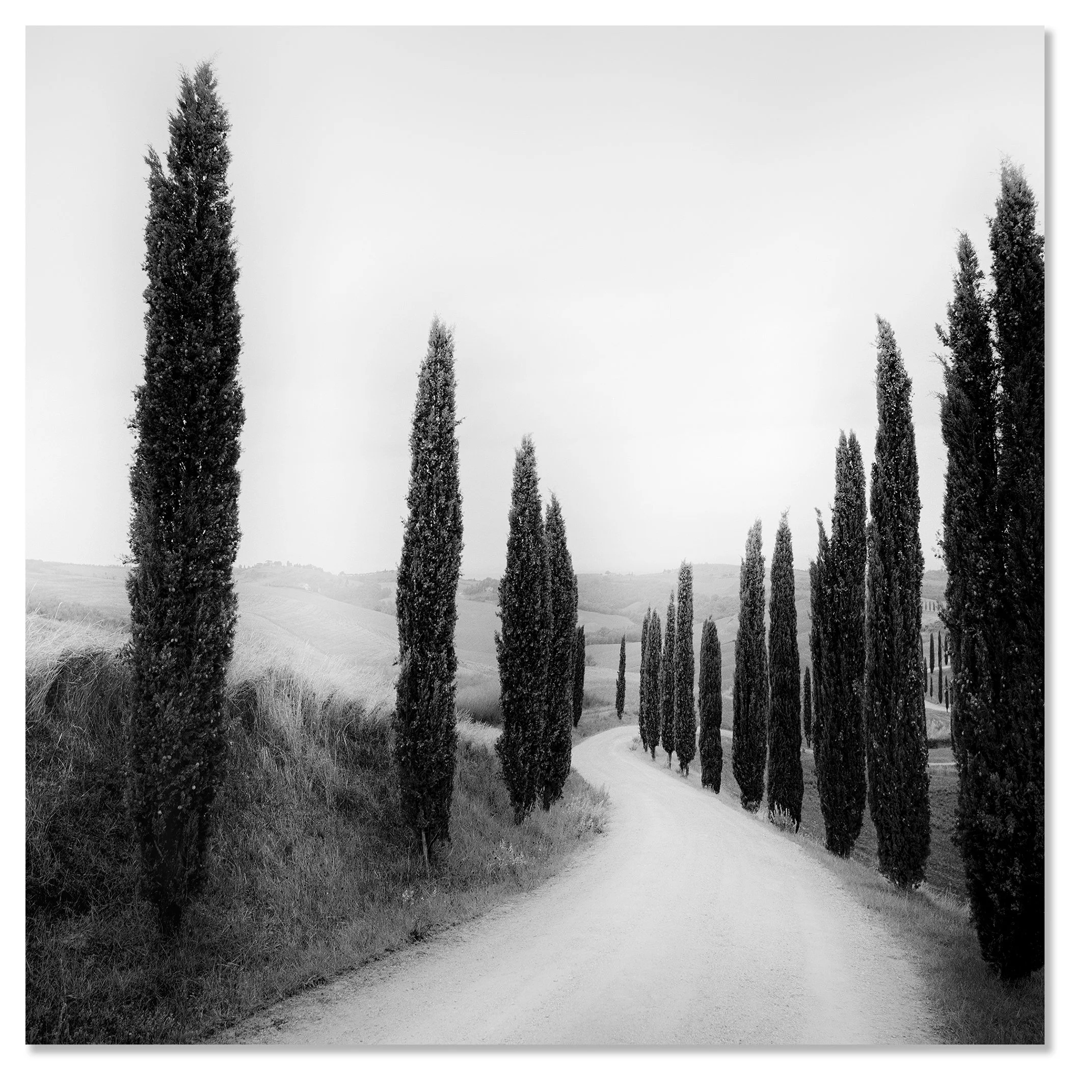 Path Lined with Cypress Trees by Gerald Berghammer shown as a frameless Dibond artwork.