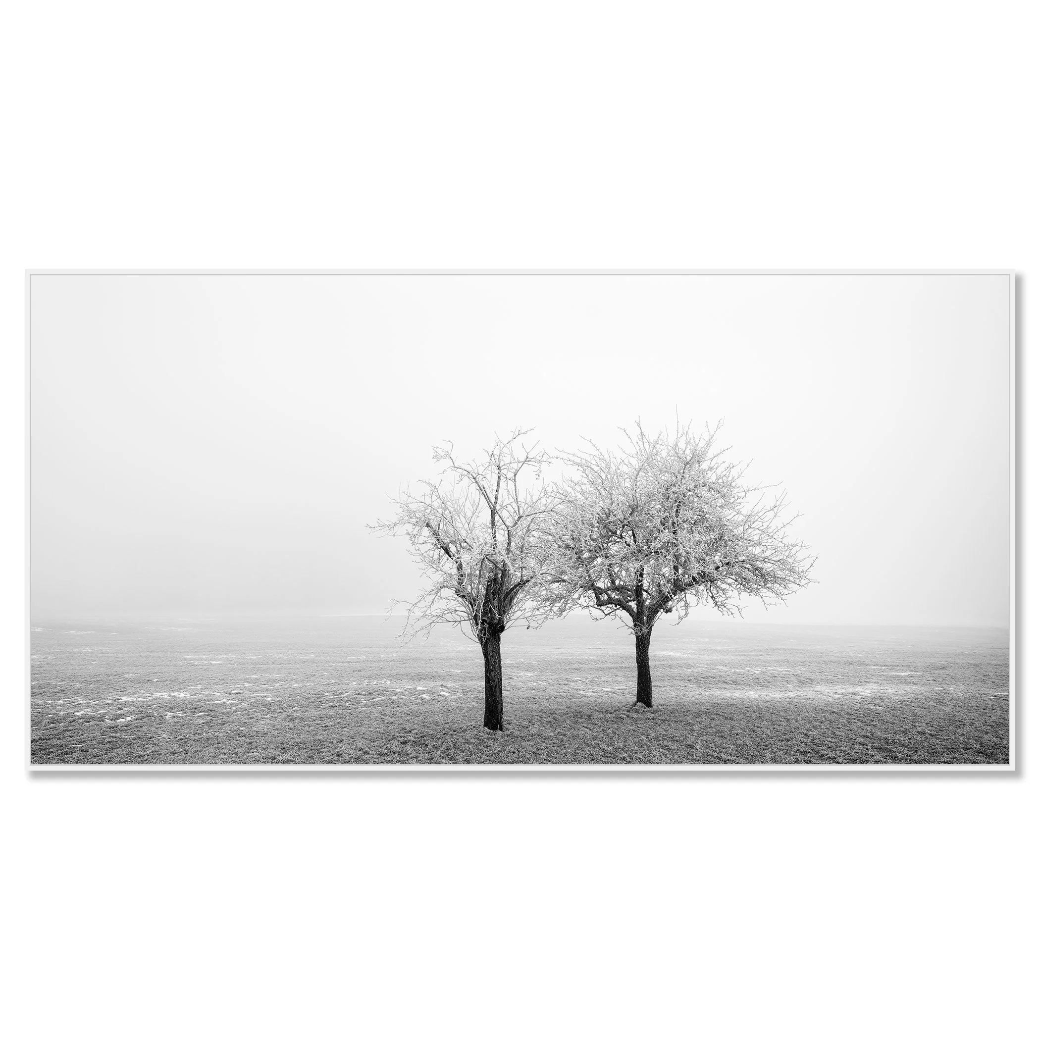 Frozen Trees in a Field Panorama Study 1 mounted on aluminium Dibond in a white ArtBox frame by Gerald Berghammer.